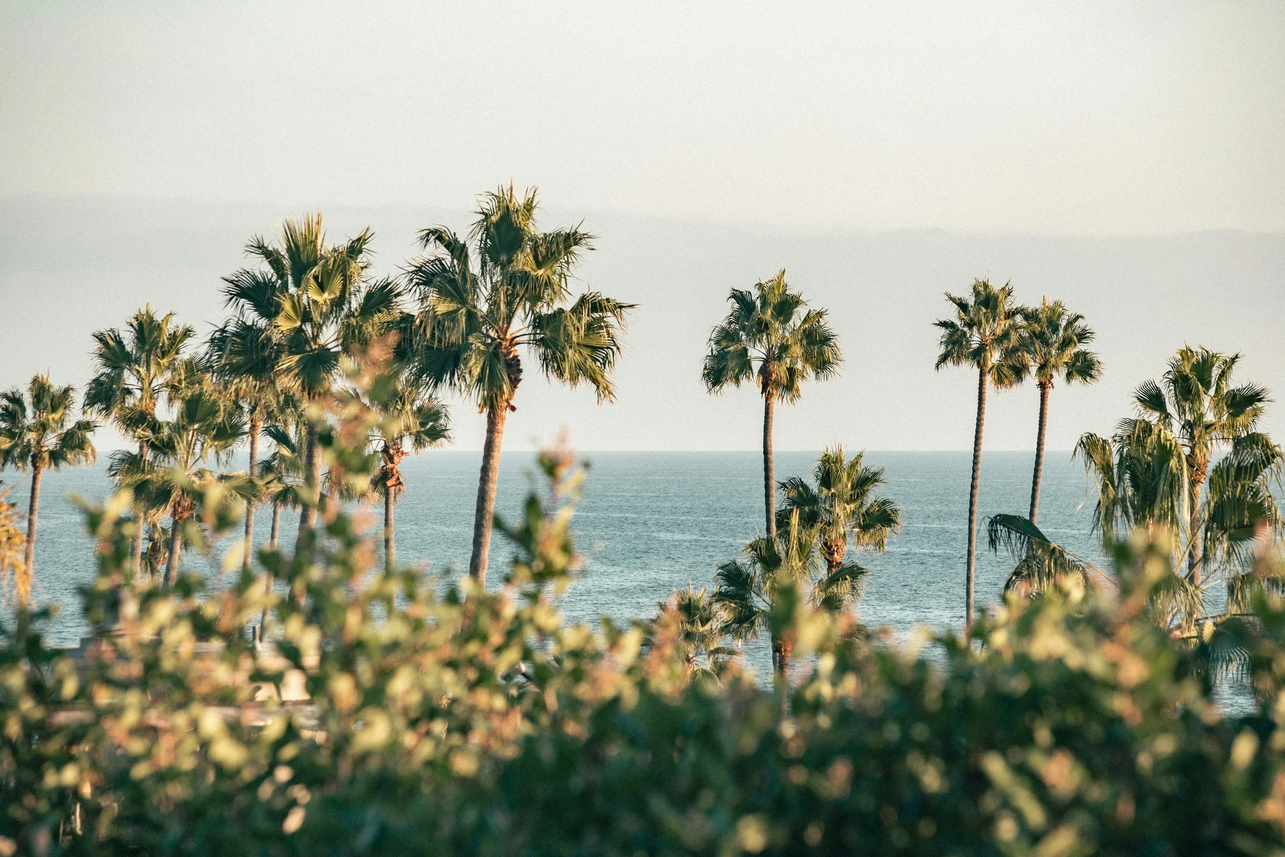 A view of tall palm trees overlooking the ocean with a clear sky in the background.