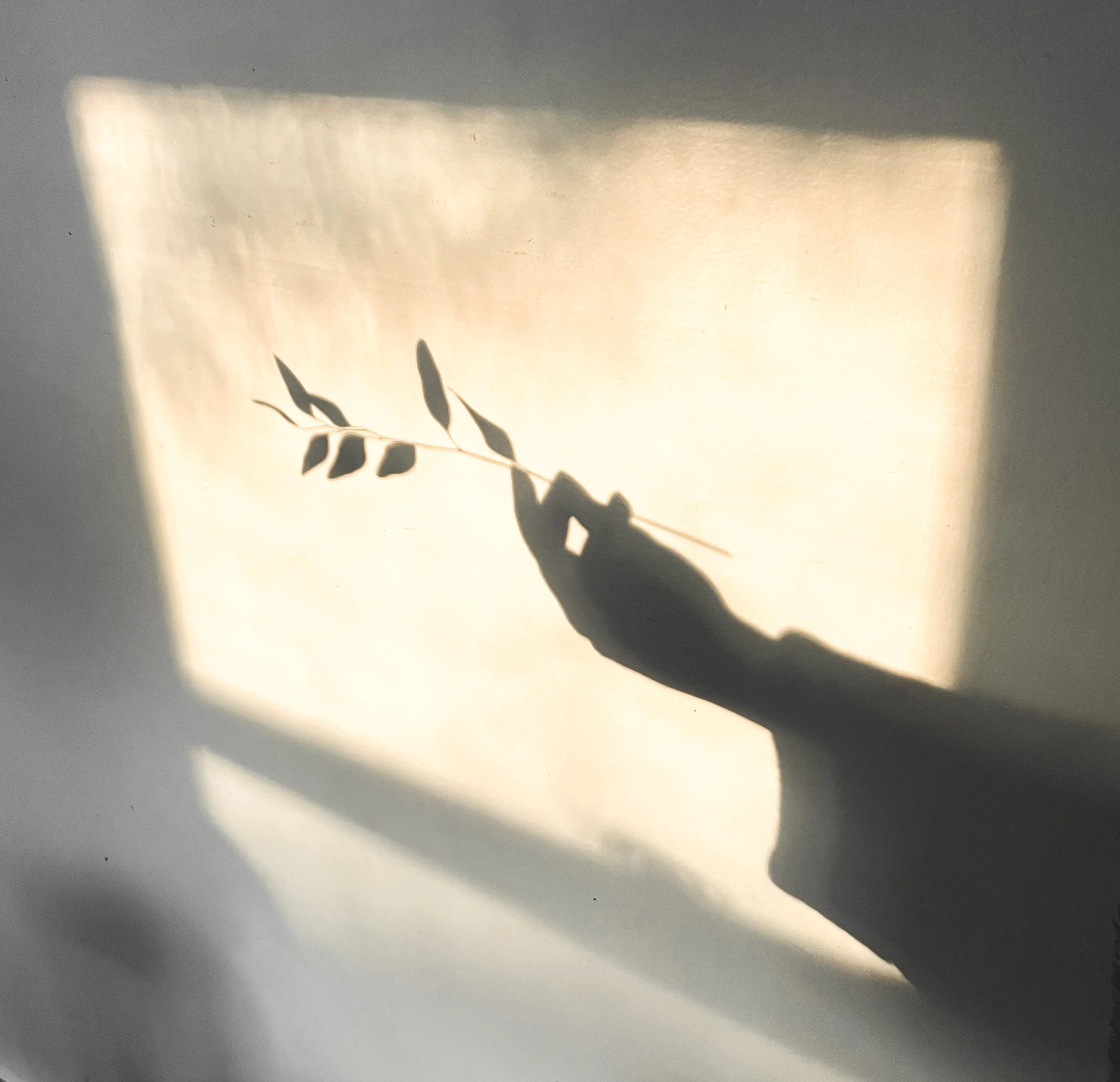 Shadow of a hand holding a branch with leaves, projected onto a white wall with sunlight creating a glowing rectangular pattern.