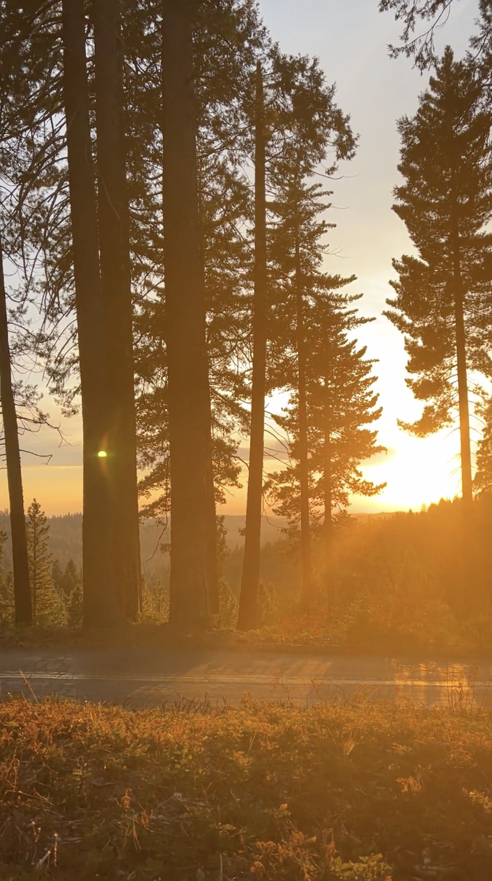 Sunset over a forest with tall pine trees, creating silhouettes against the orange and yellow sky.