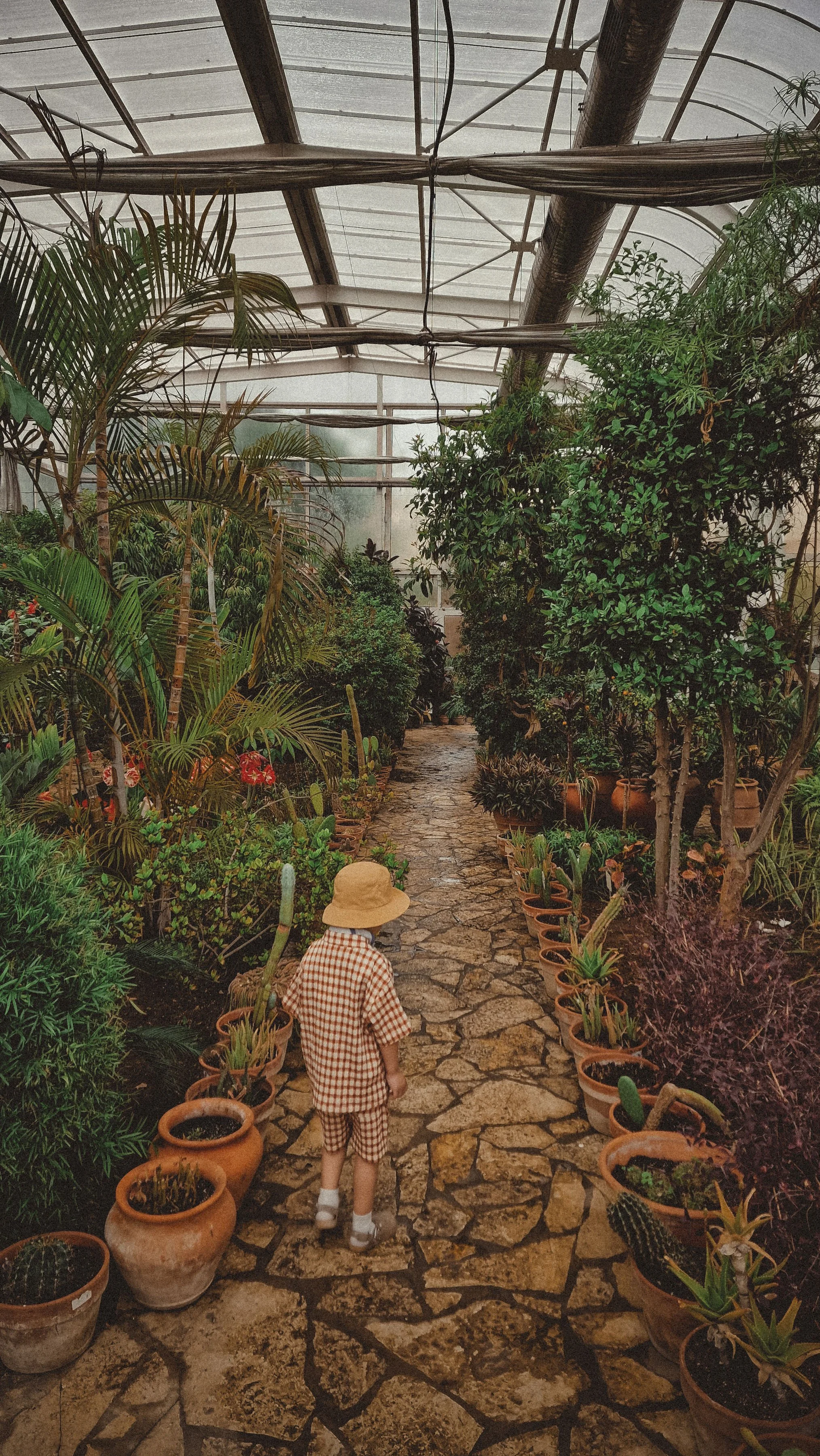 A young child wearing a beige sun hat, red and white checkered shirt, matching shorts, and white shoes walking along a stone-paved path inside a greenhouse filled with various green plants and potted cacti.