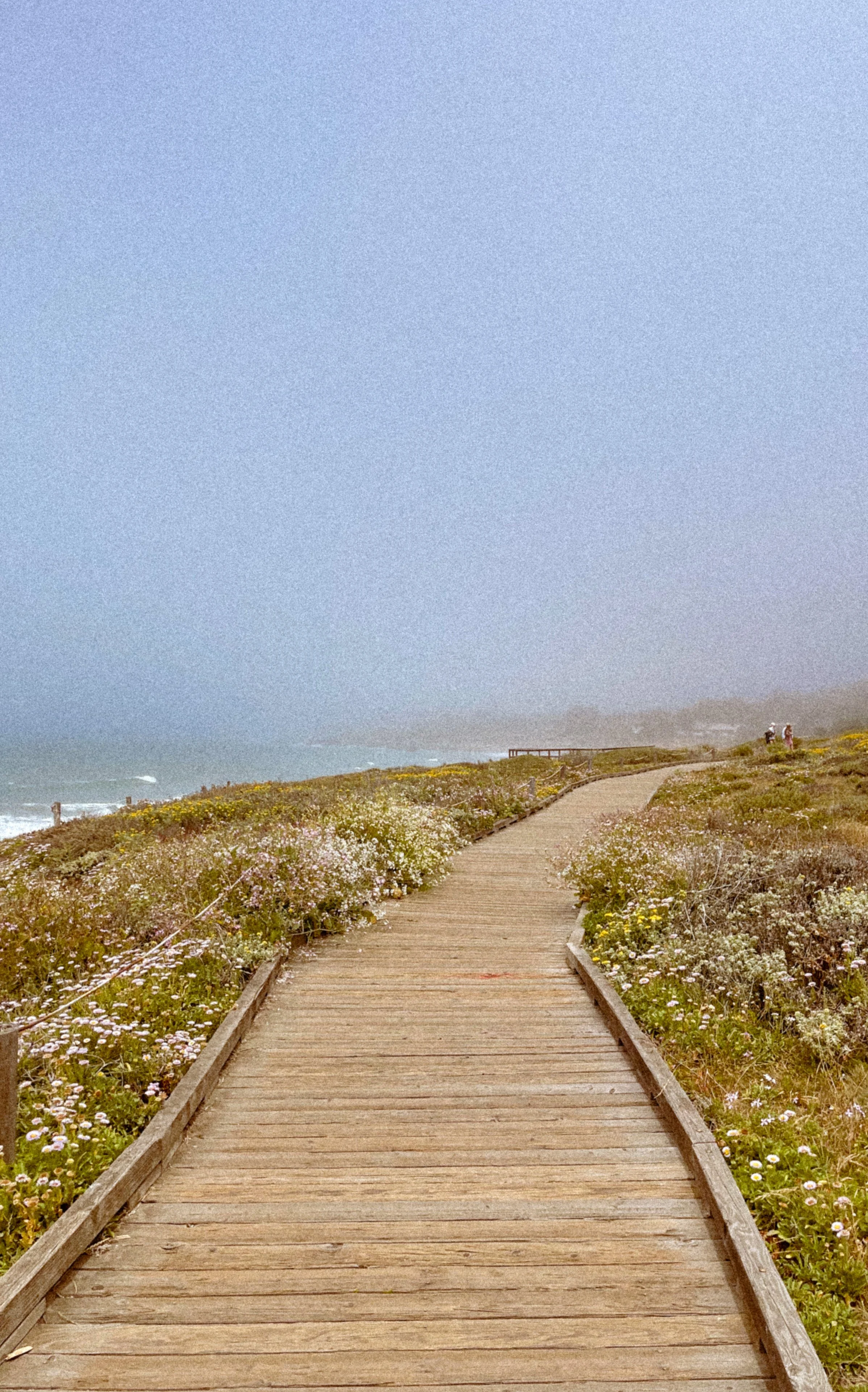 A wooden pathway through a field of flowers leading toward the ocean under a clear blue sky.