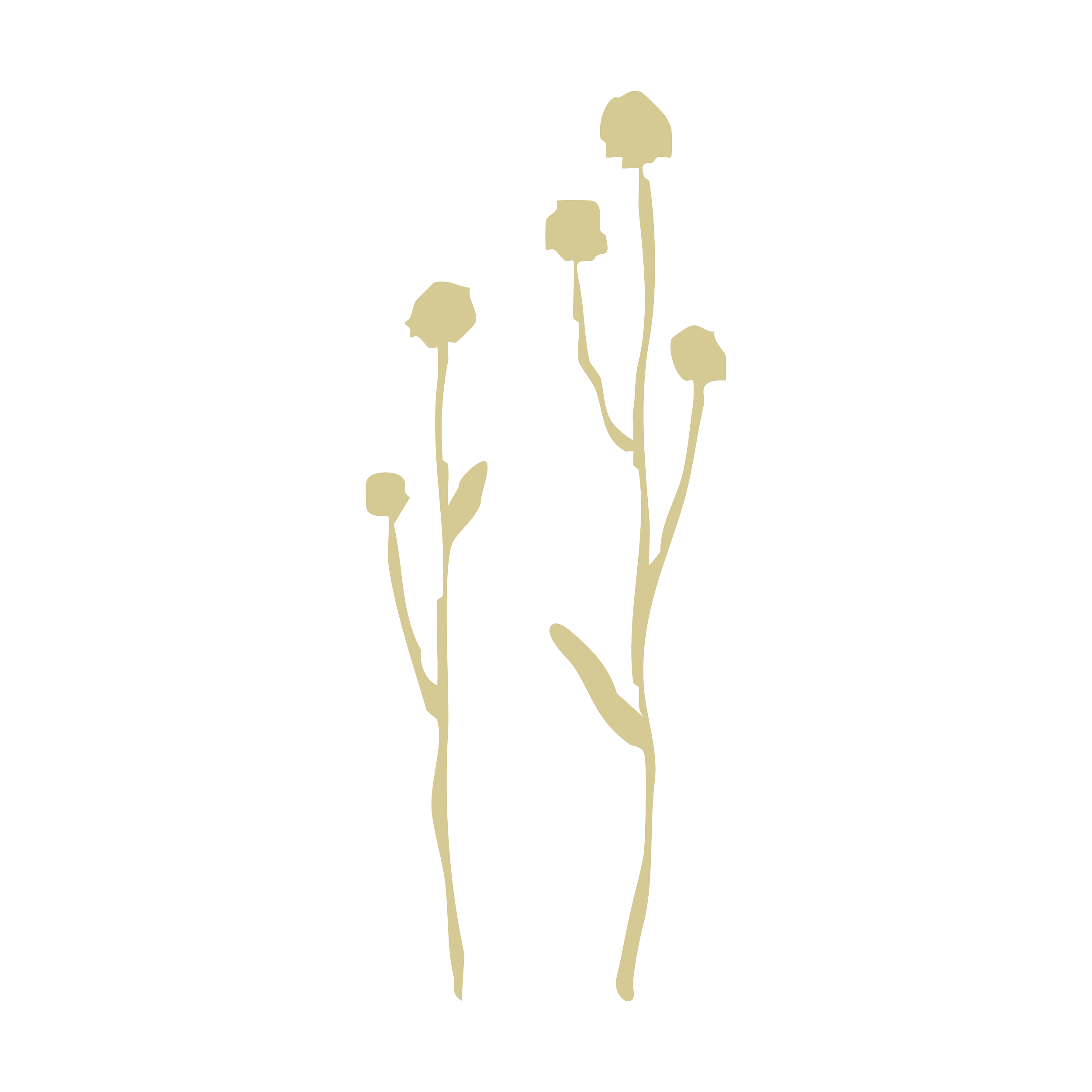 Line drawing of three flowering plants with small, rounded flower heads and elongated stems and leaves.