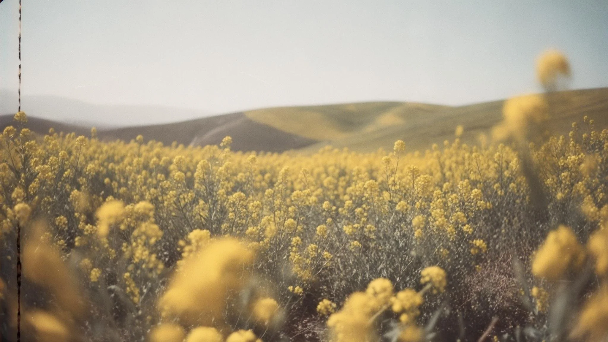 A landscape of rolling hills under a bright sky, with a foreground full of yellow flowering bushes.