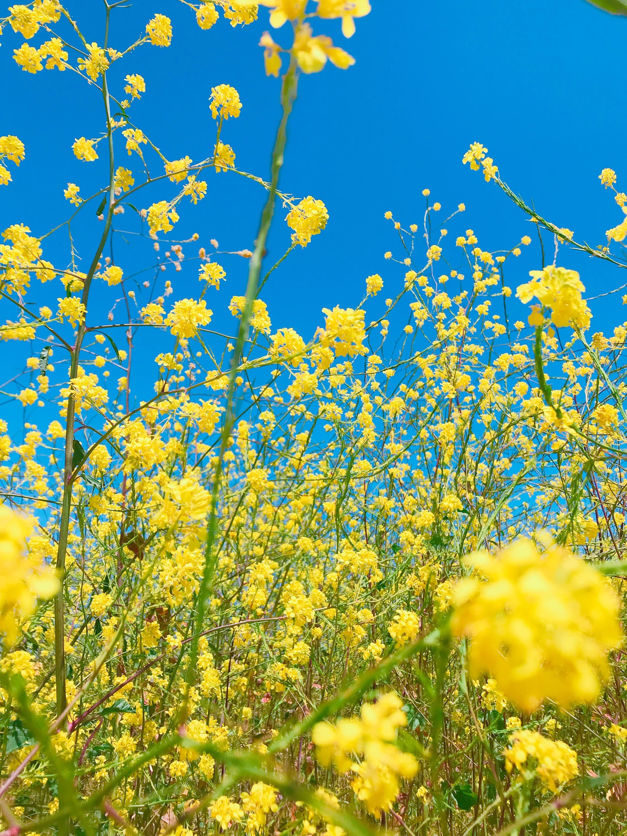 Yellow wildflowers growing under a clear blue sky.