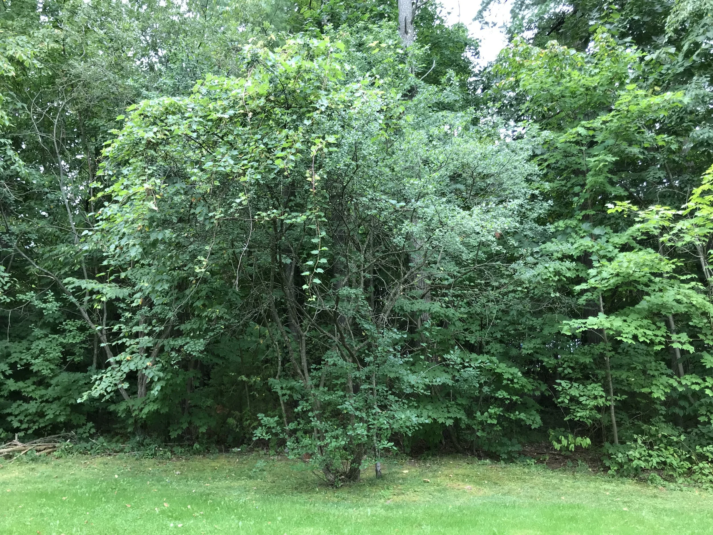 Lush green trees and open grass in a quiet Vermont clearing