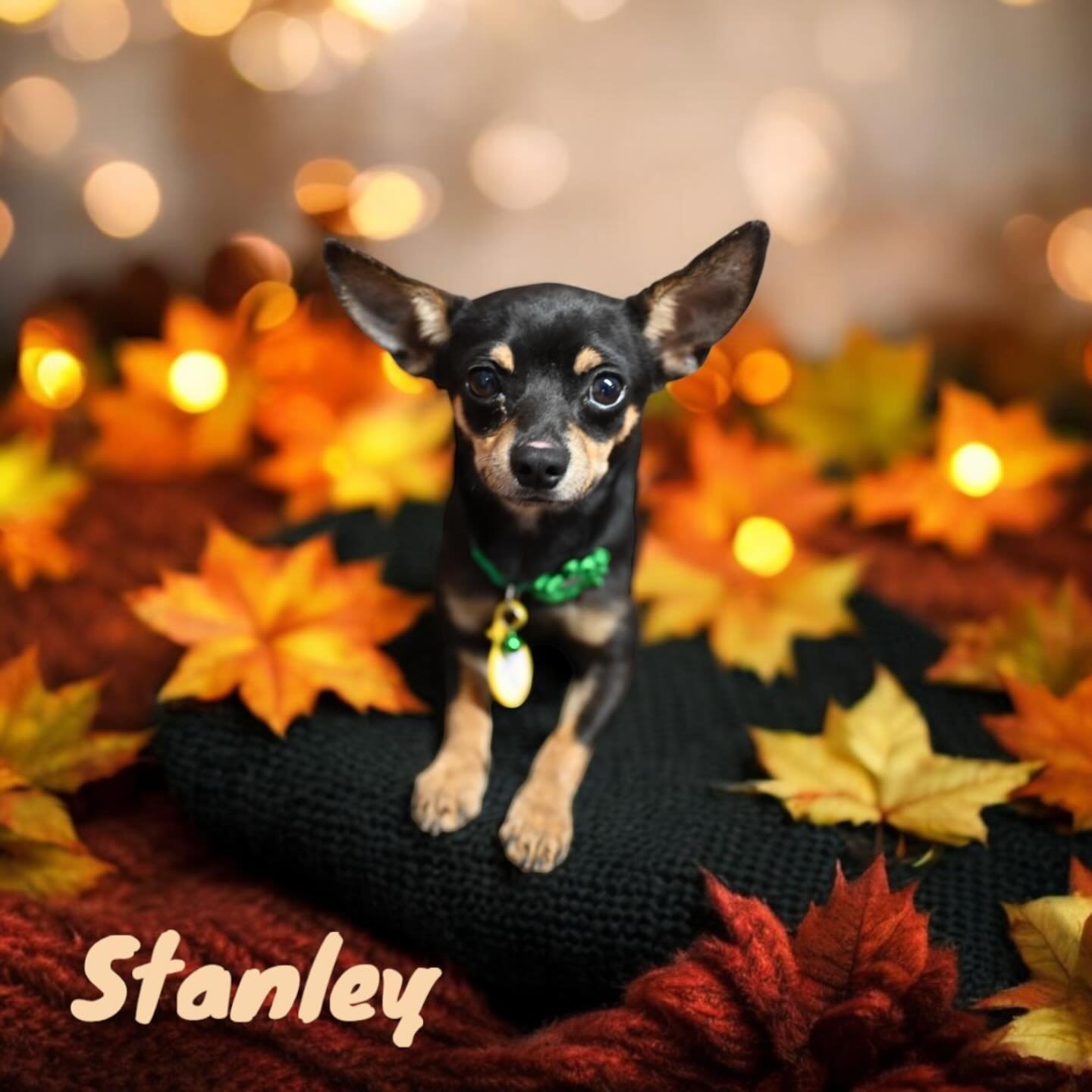 🐾 Meet Stanley🐾

Hey there, fur-friends! I&rsquo;m Stanley, your pint-sized bundle of sass! 🖤💛 At less than a year old, I&rsquo;m full of energy and ready to brighten your day with my playful antics! 

Looking for a new fun sidekick to spice up y