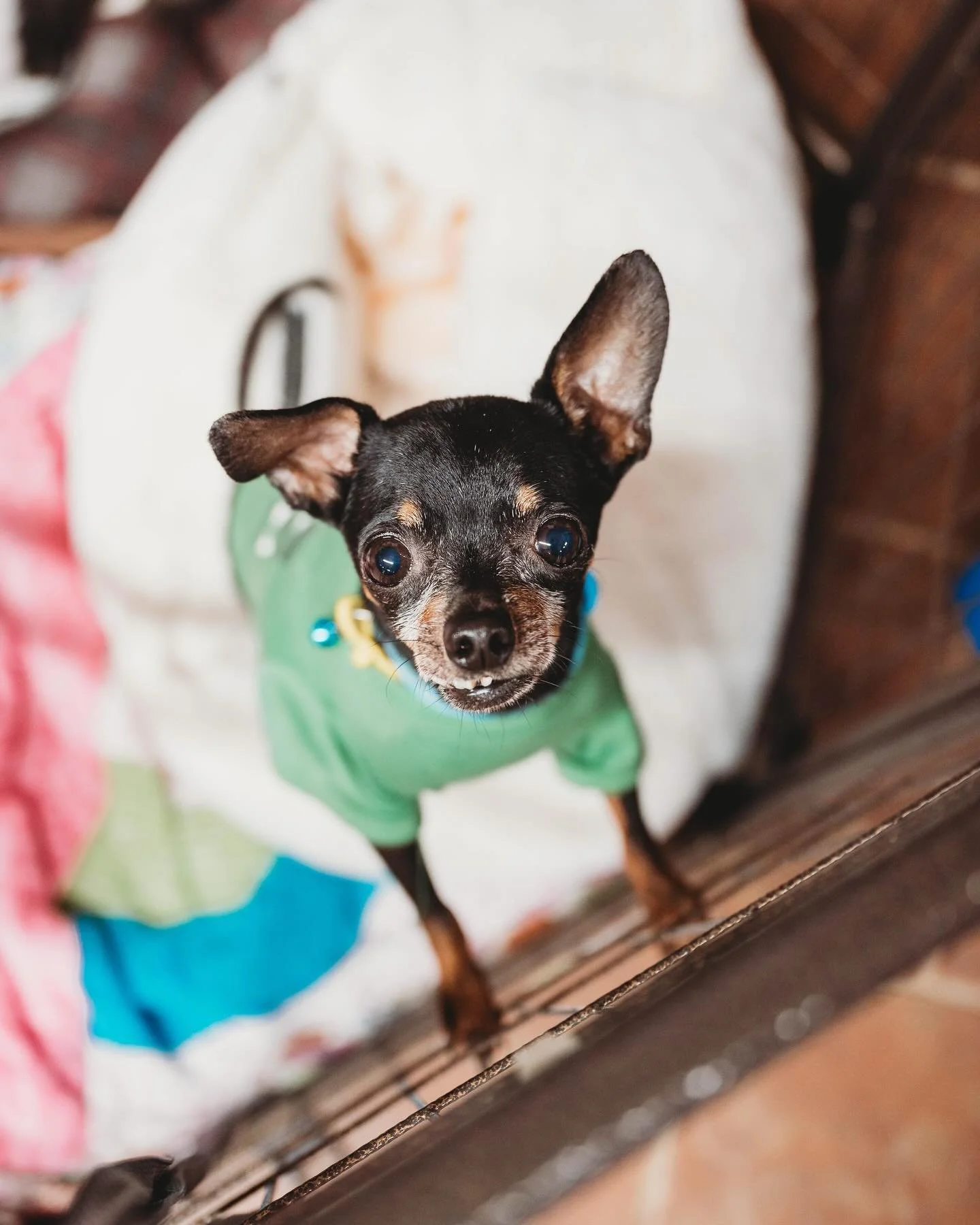 Here&rsquo;s your weekly seratonin boosts PupStop style ☀️🙌🏻🐾 #wackywednesday #sillypetphotos #seniorpets #seniorsouls #funnypets #funnypetphotos #funnypetpics #rescuepets #rescuefun #adayinthelife #rescuelife #savingwithsoul #pupstop #panhandlepe