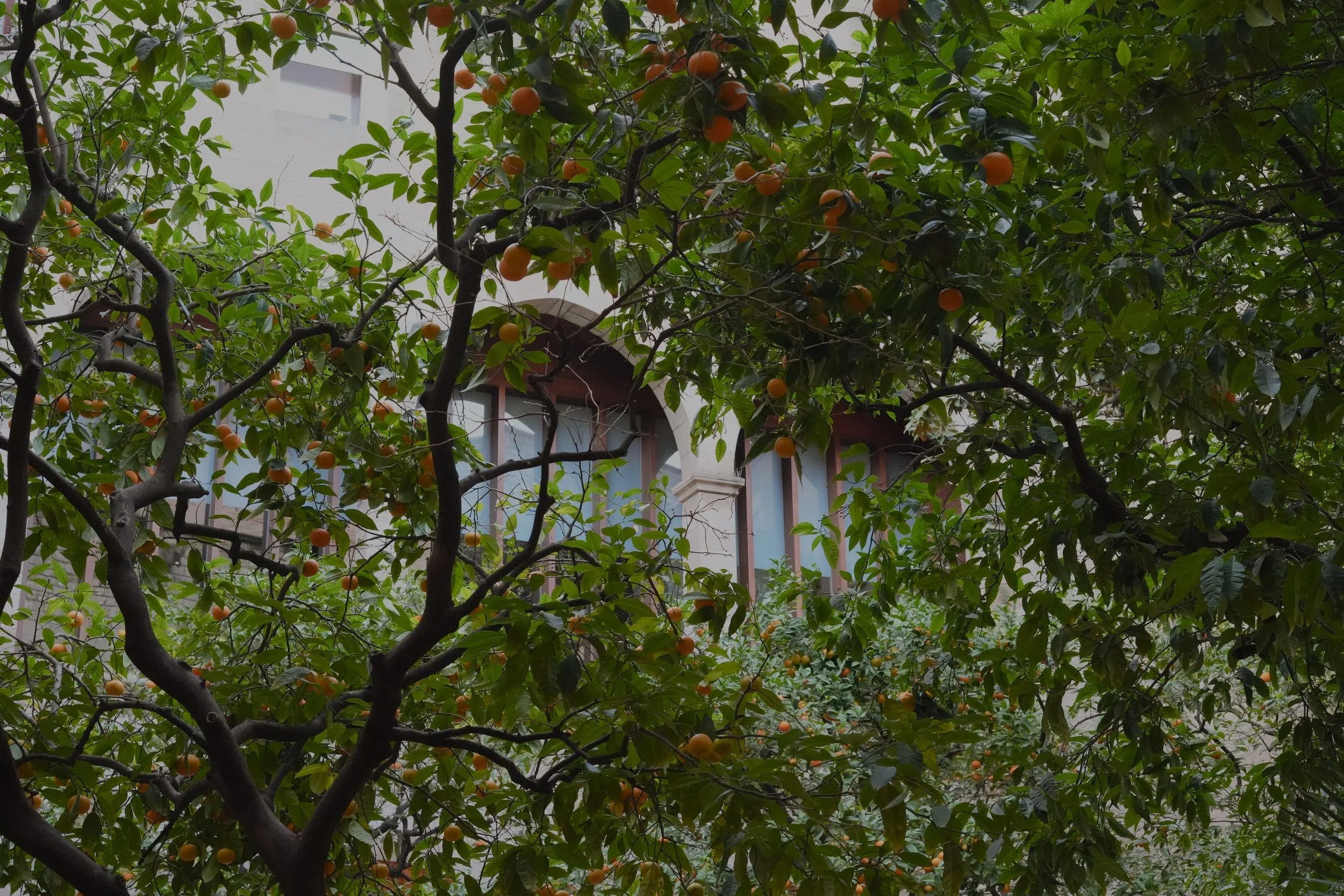 Árbol con frutos naranjas en un entorno urbano con edificio en el fondo.