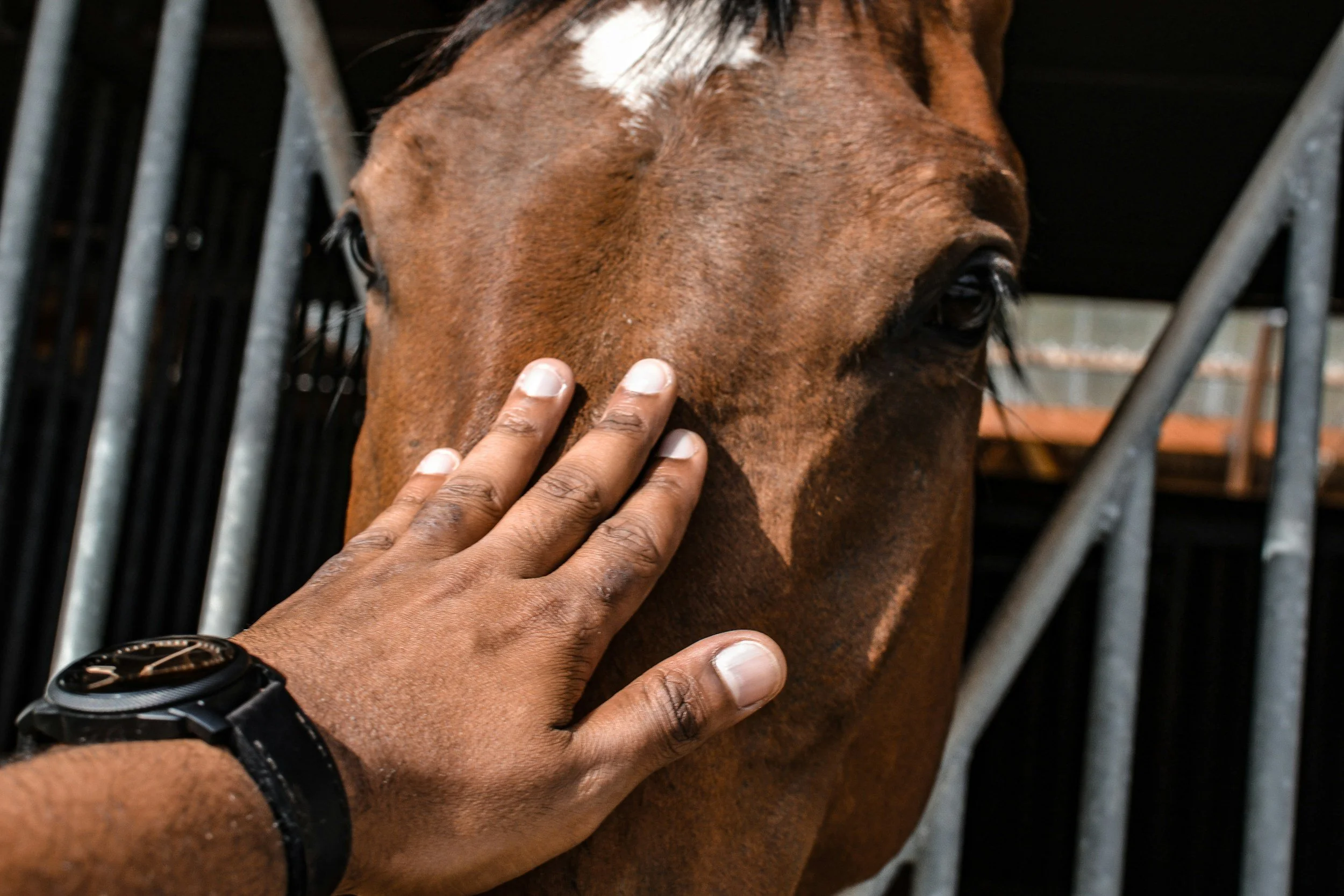 A gentle hand touching a horse's face during an equine-assisted therapy session at Hope for Healing in Hampden Maine