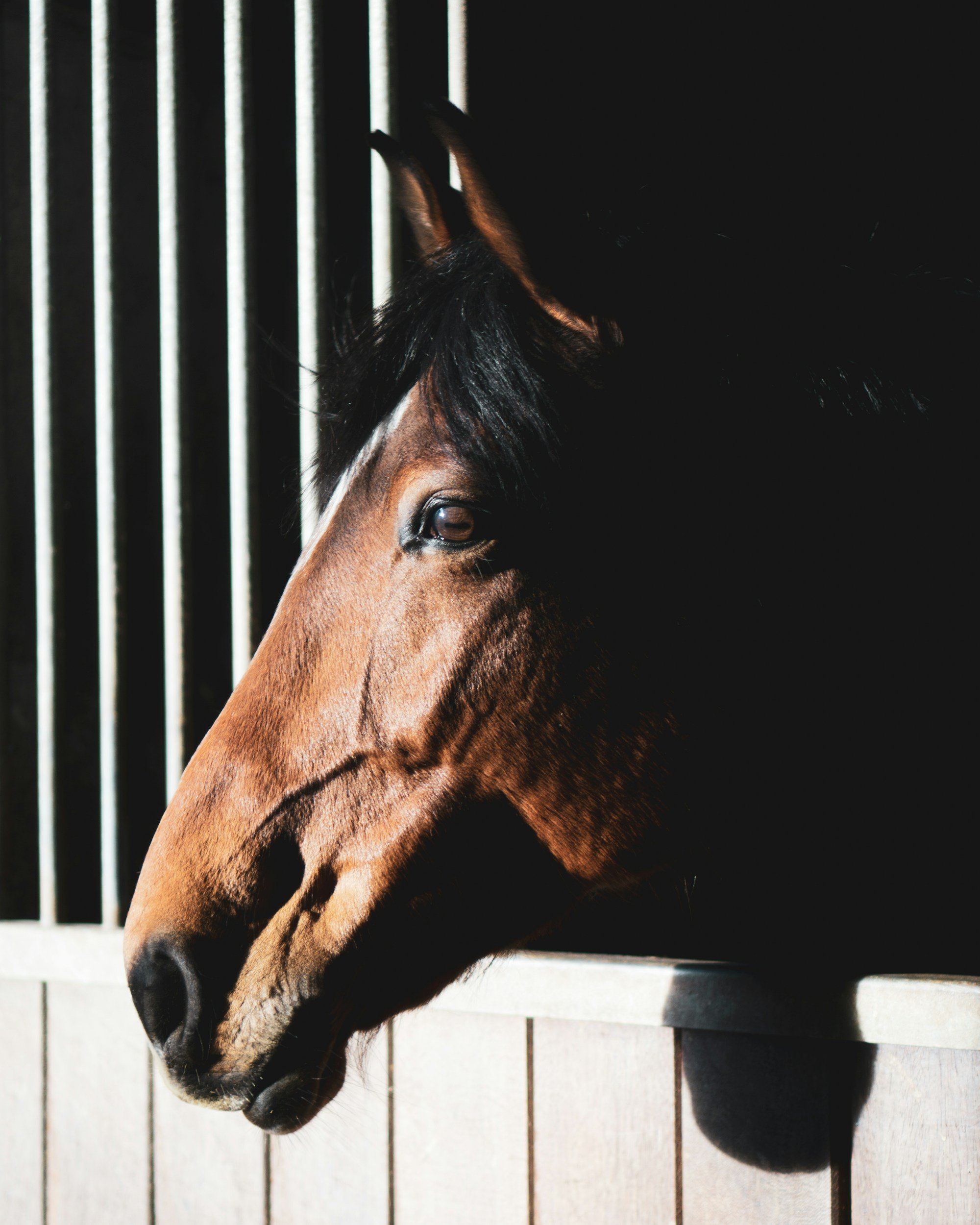 Horse looking through barn stall at Hope for Healing equine therapy center in Hampden Maine