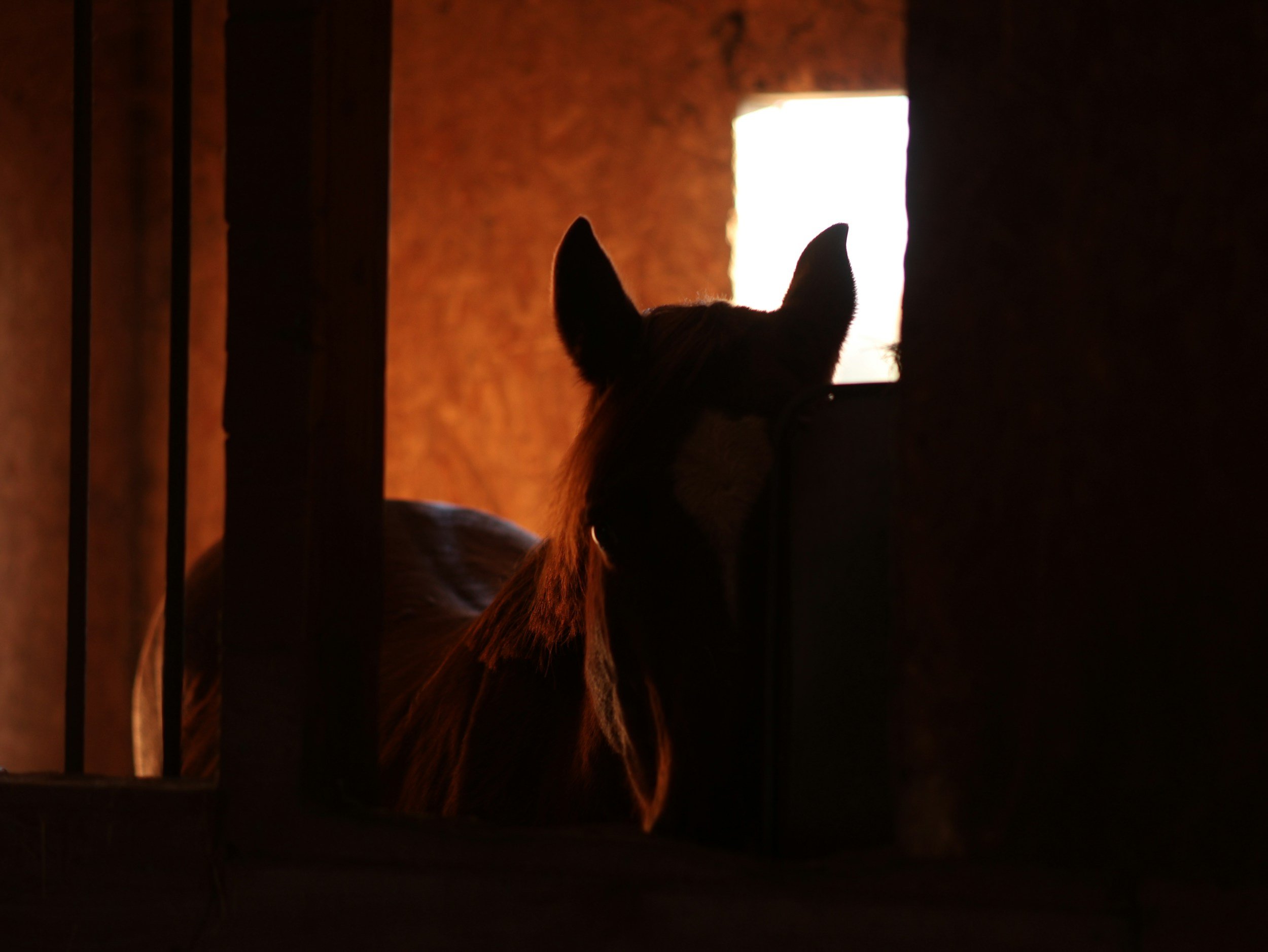 Horse silhouette in barn doorway at sunset representing the future of equine-assisted healing at Hope for Healing Hampden Maine