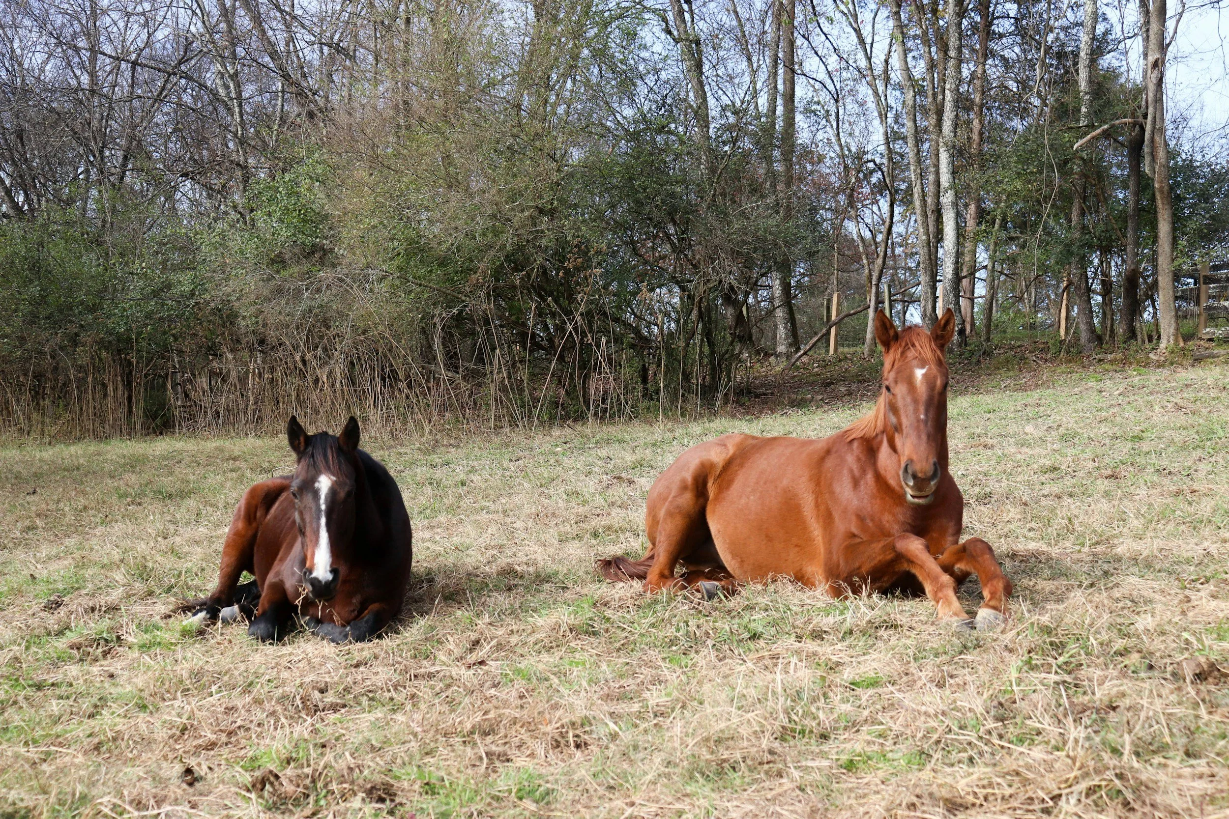 Therapy horses resting peacefully in green pasture at Hope for Healing equine-assisted therapy programs in Hampden Maine