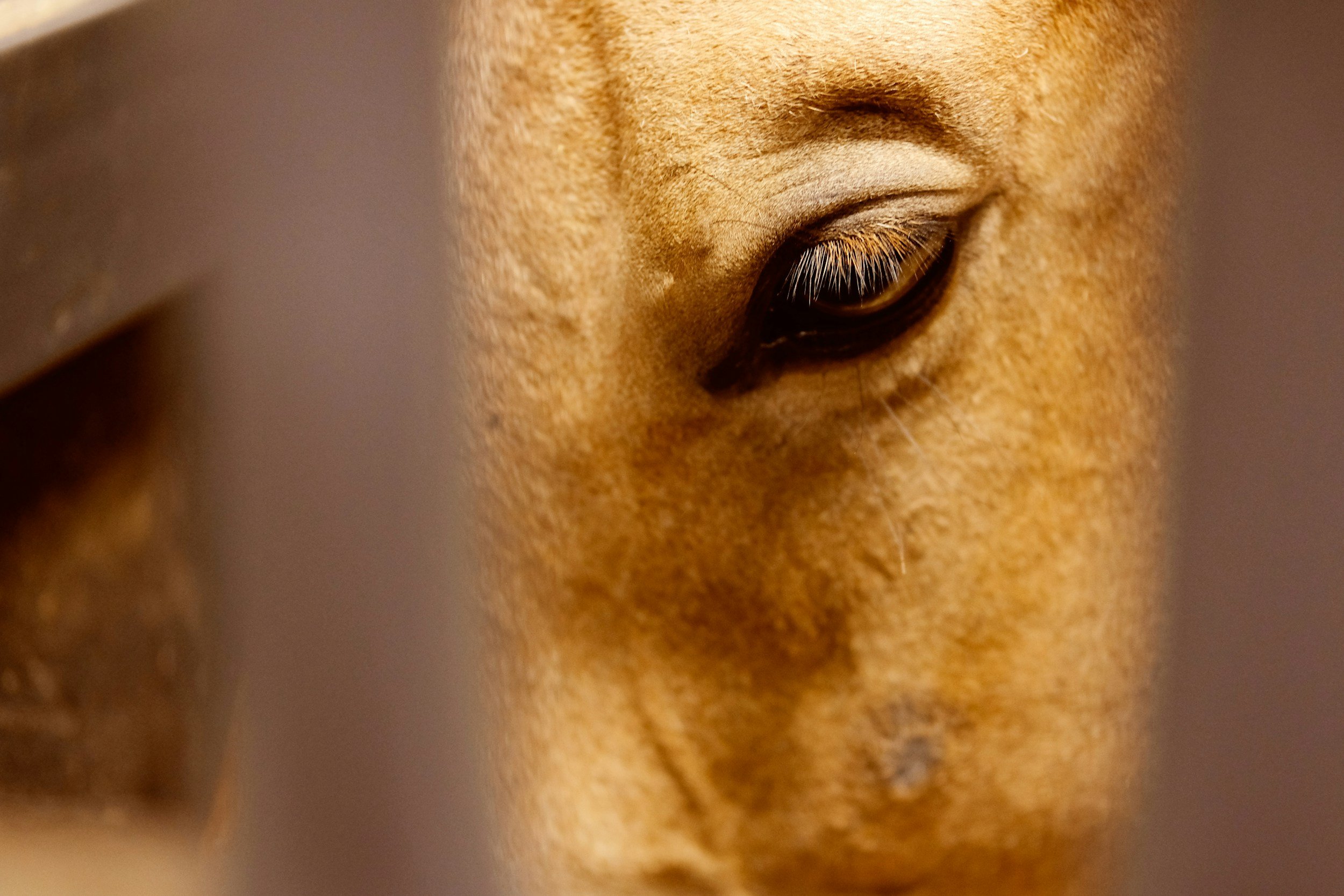 Close-up of therapy horse eye showing gentle connection at Hope for Healing equine-assisted therapy center Hampden Maine