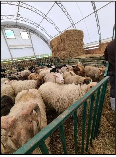 UMaine Sheep Shearing School - Mentorship Grant