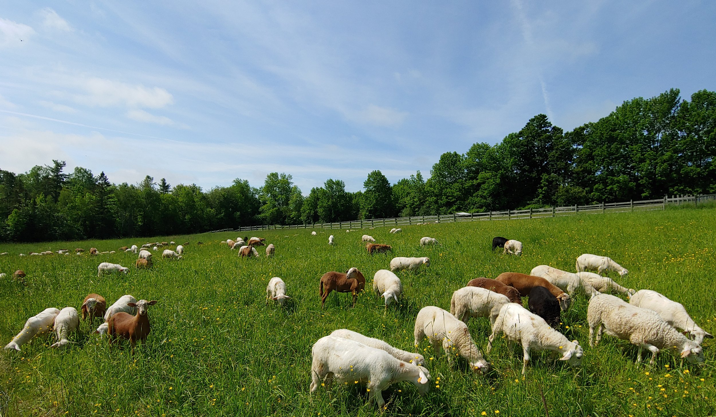 Join — Maine Sheep Breeders Association