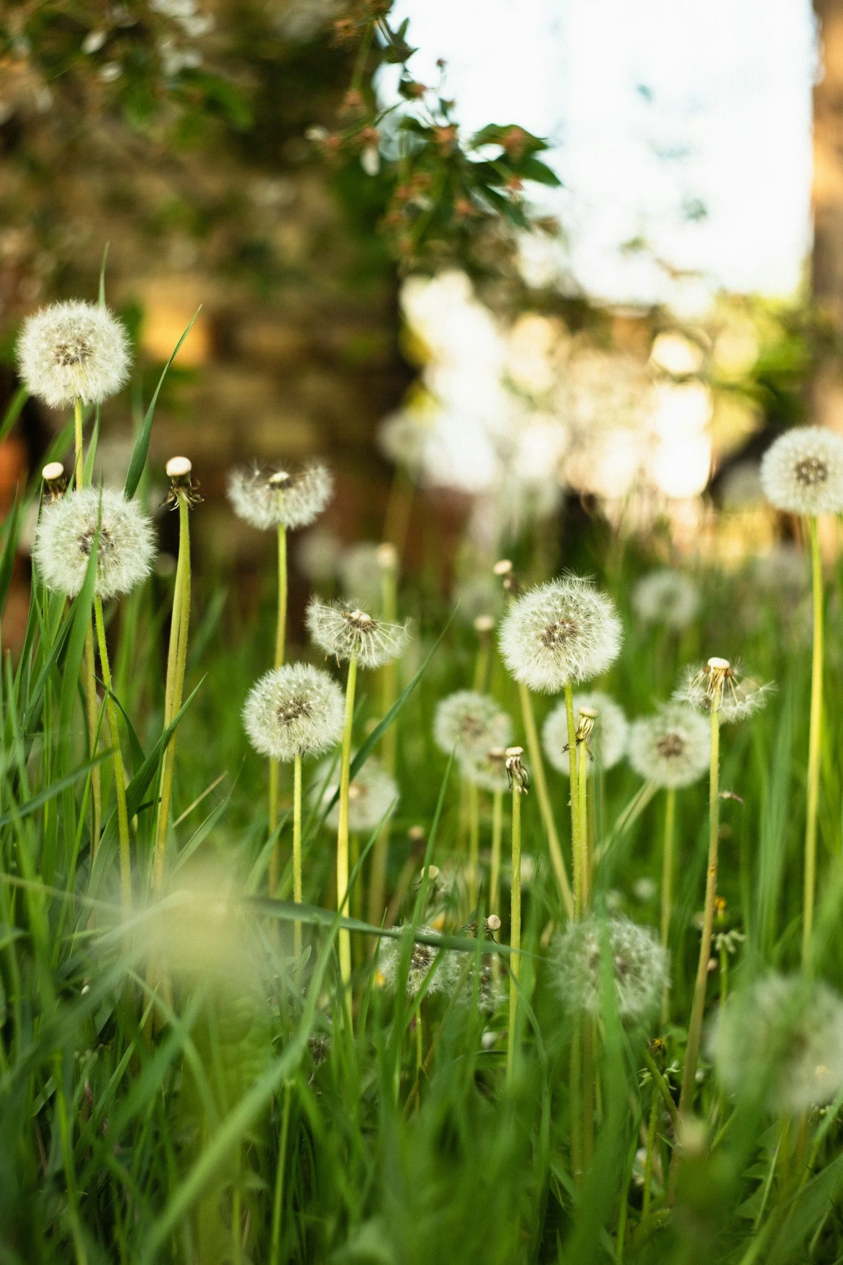 Close-up of dandelions in a grassy field with some white seed heads, blurred background with sunlight and greenery.