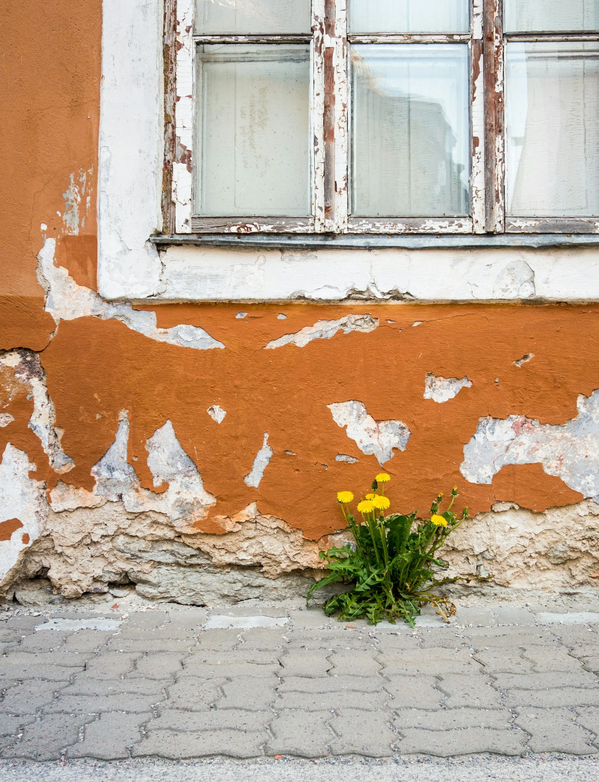 A weathered exterior wall of a building with peeling orange and white paint, cracks in the plaster, and a window with peeling wood and chipped paint; a small yellow flowering plant growing at the base of the wall.