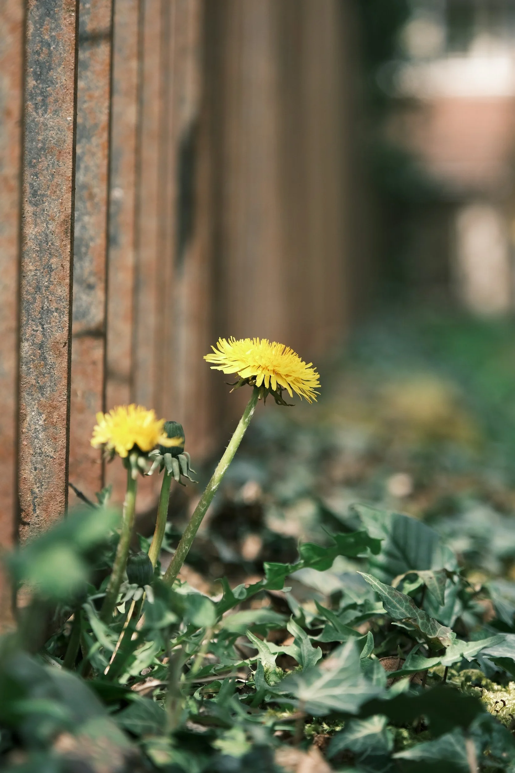 Yellow dandelion flowers growing in front of a rusty metal fence with green leaves at the base.