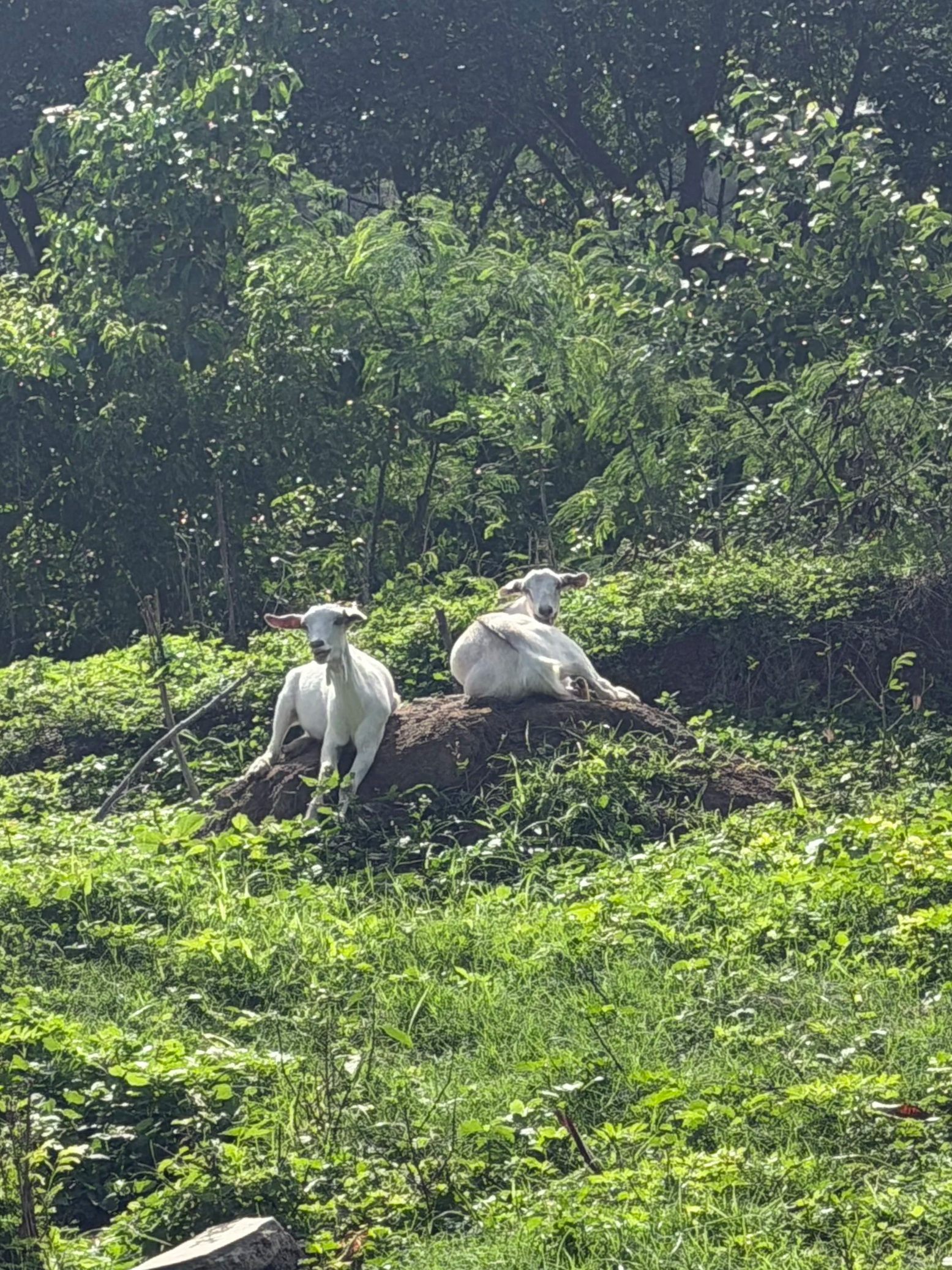Cute goats everywhere in Grenada