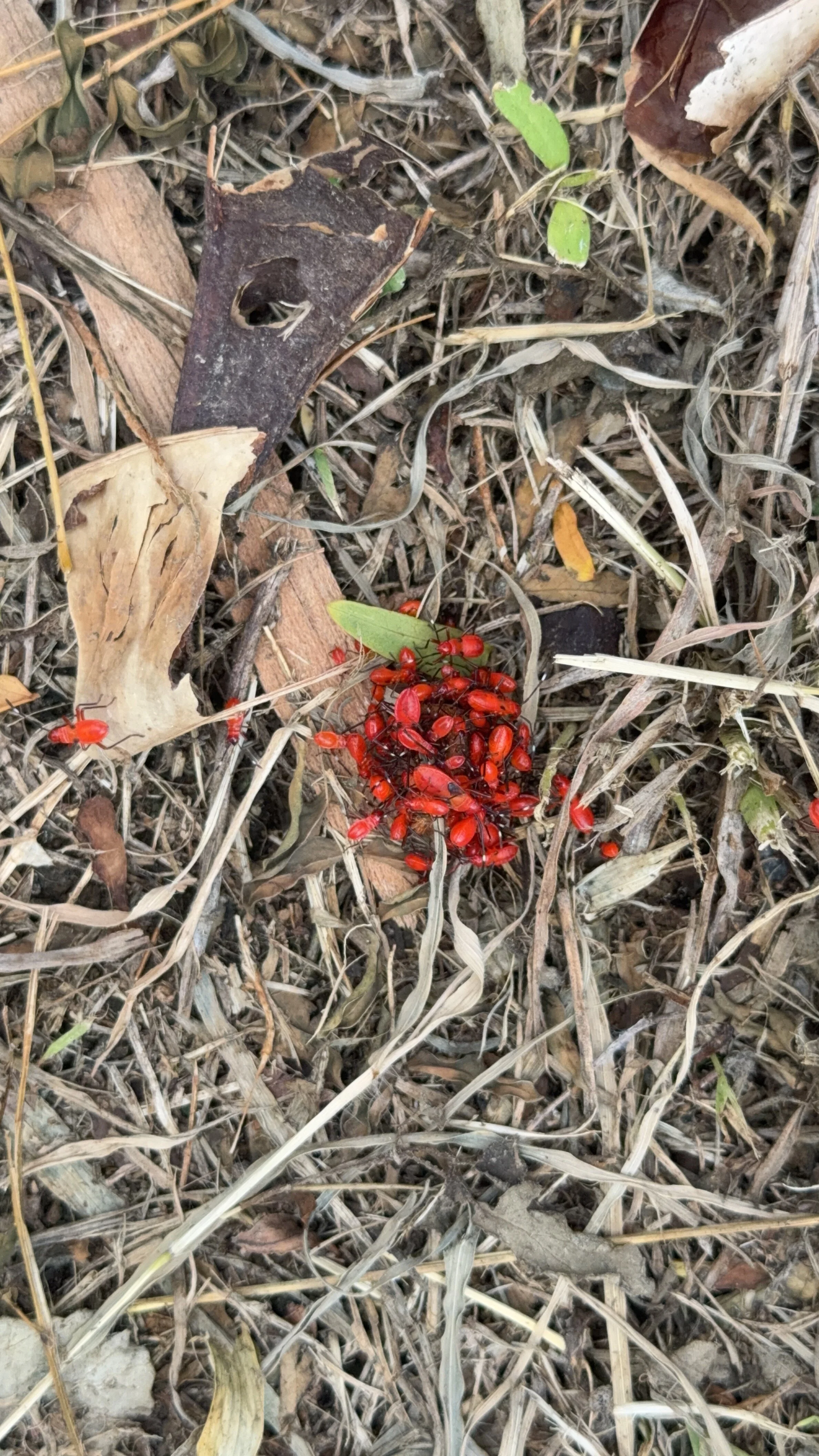 Cool bugs