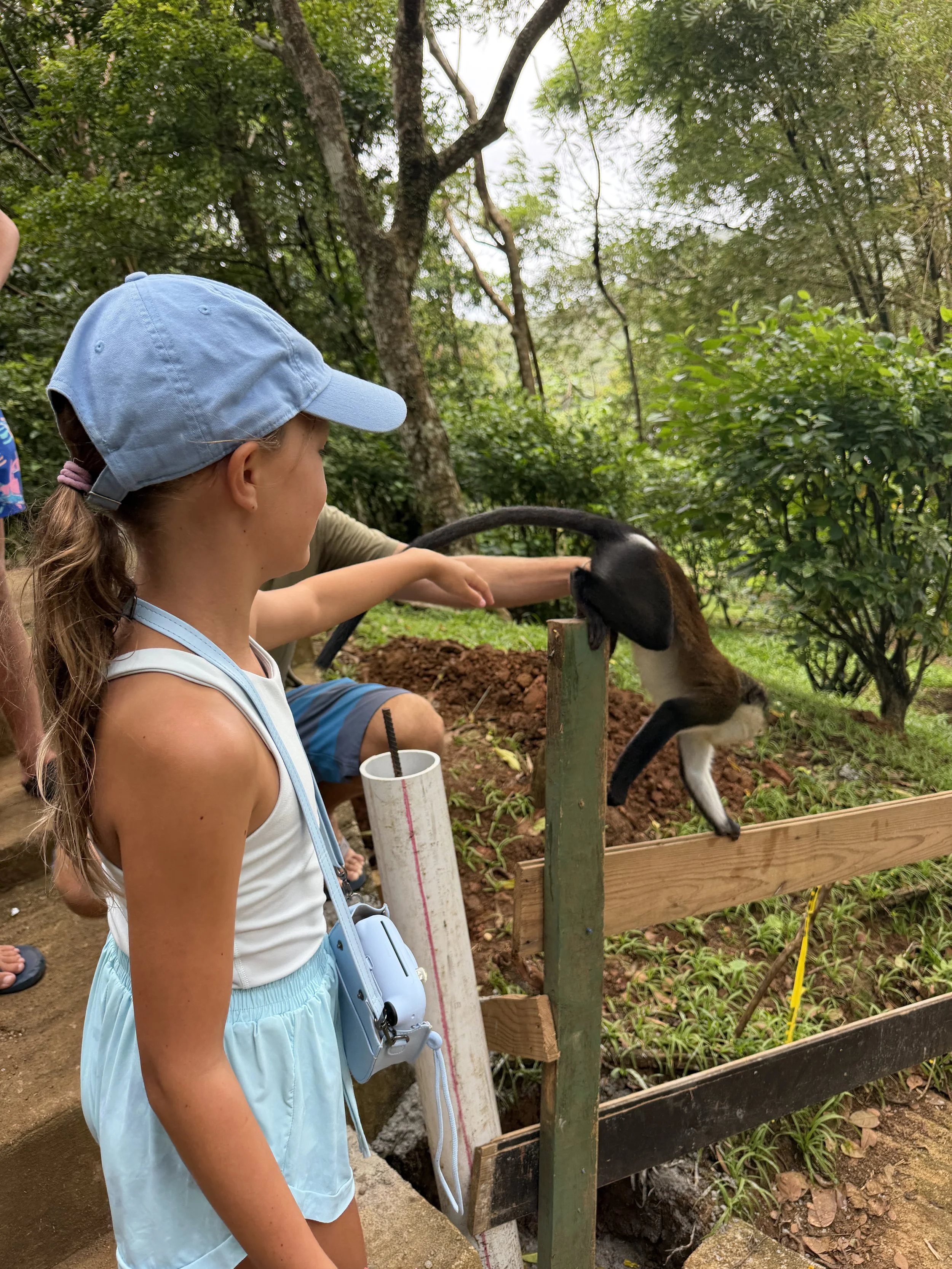 Wild monkeys and we were able to feed and pet them, a local "called" them for us - it was so cool, he was playing his guitar by the lake and asked if we wanted to see the monkeys, he called to them and they came swinging down! 