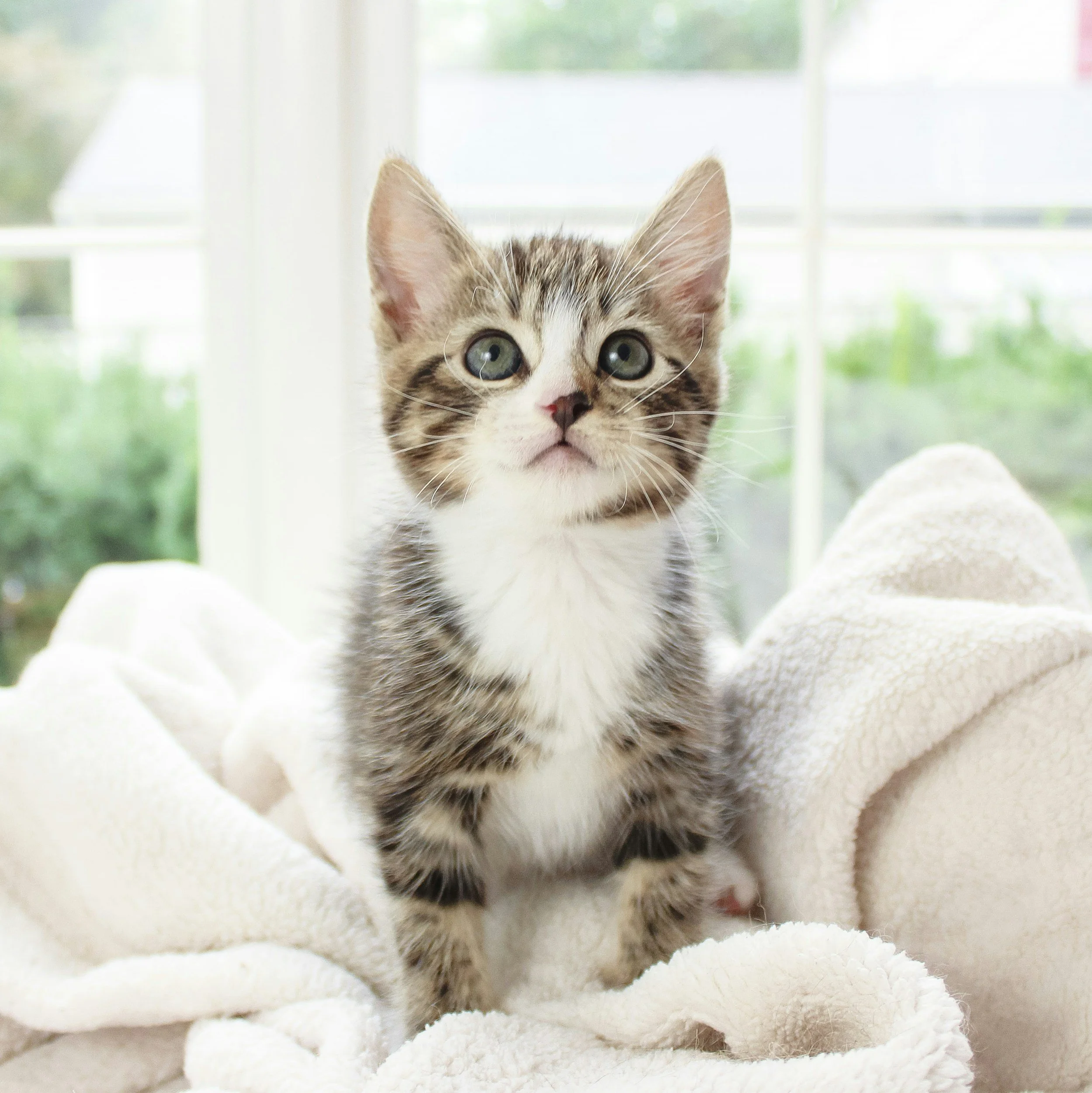 Cute gray and white tabby kitten sitting on a soft white blanket near a window.