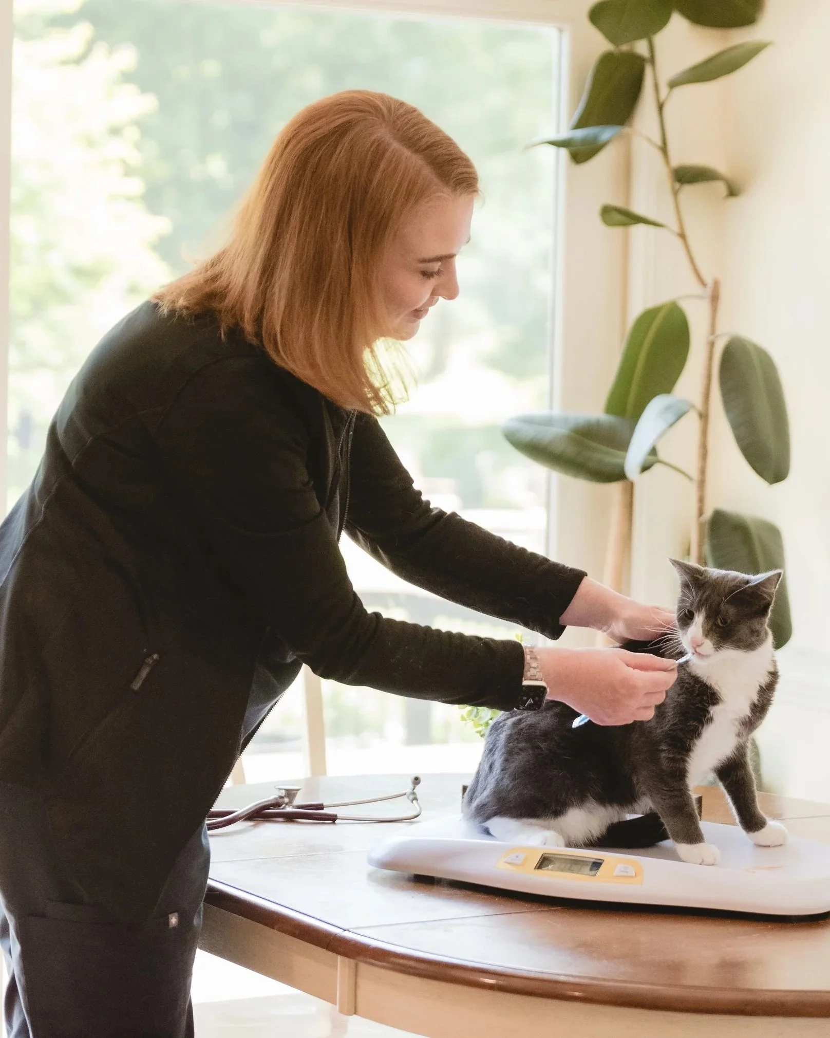 Dr. Lauren Jones, VMD examining a cat at home in Paoli, PA.