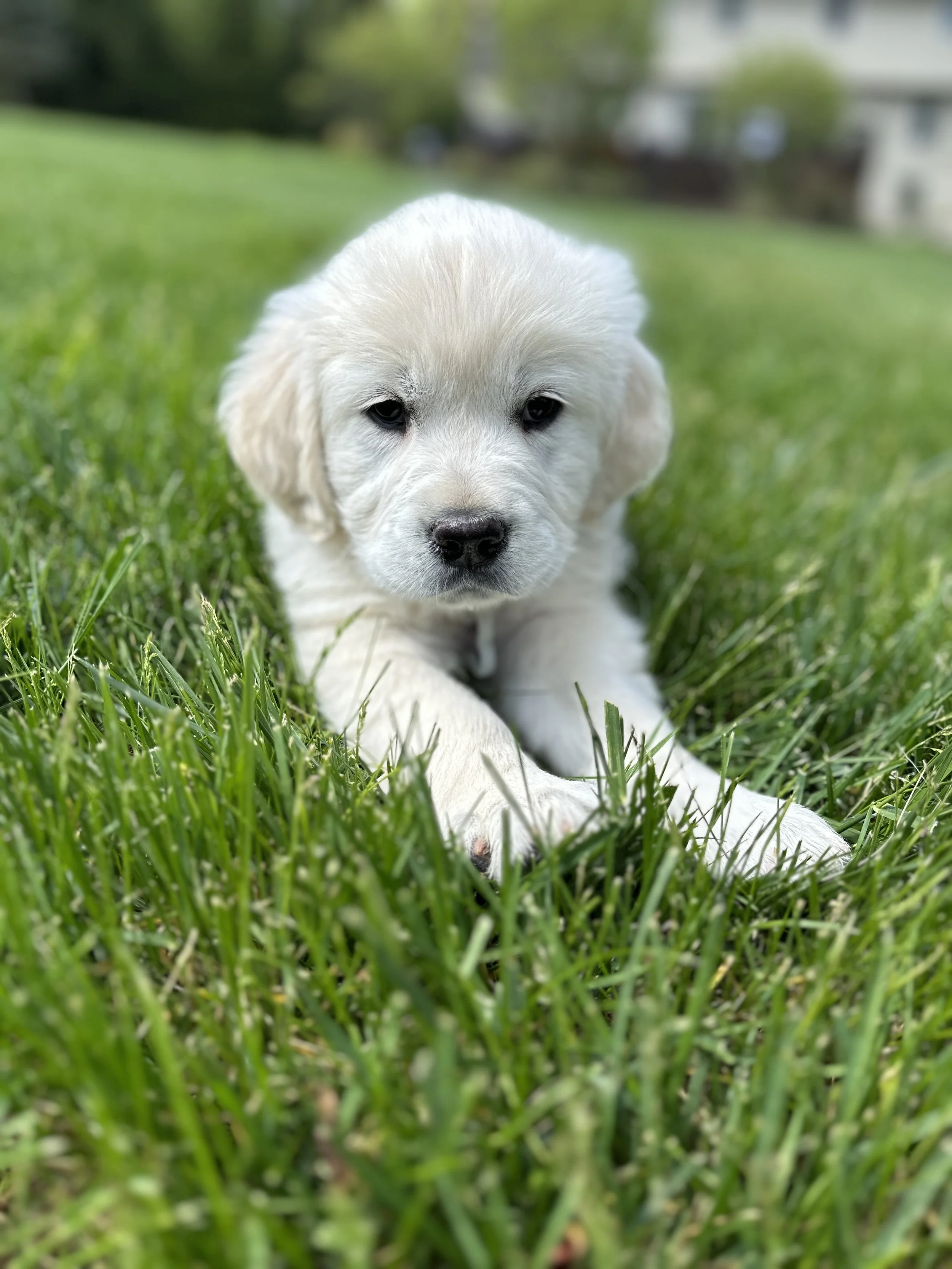 A golden retriever puppy in Devon, PA waiting for her home vet visit from Dr. Lauren Jones, VMD with Paws at Home Mobile Veterinary Care.