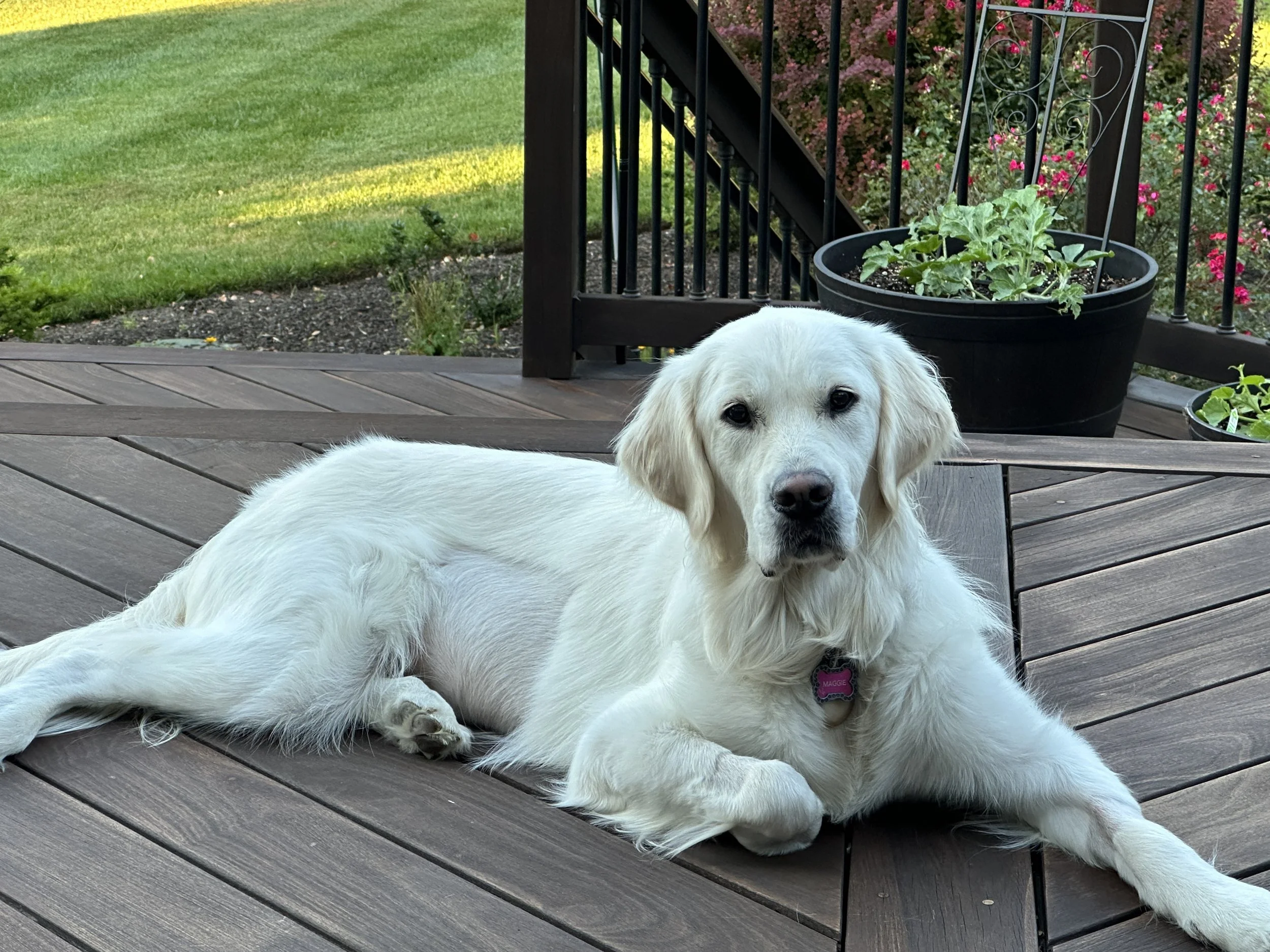 A golden retriever relaxing after receiving vaccines from Dr. Lauren Jones with Paws at Home Mobile Veterinary Care in Newtown Square, PA.