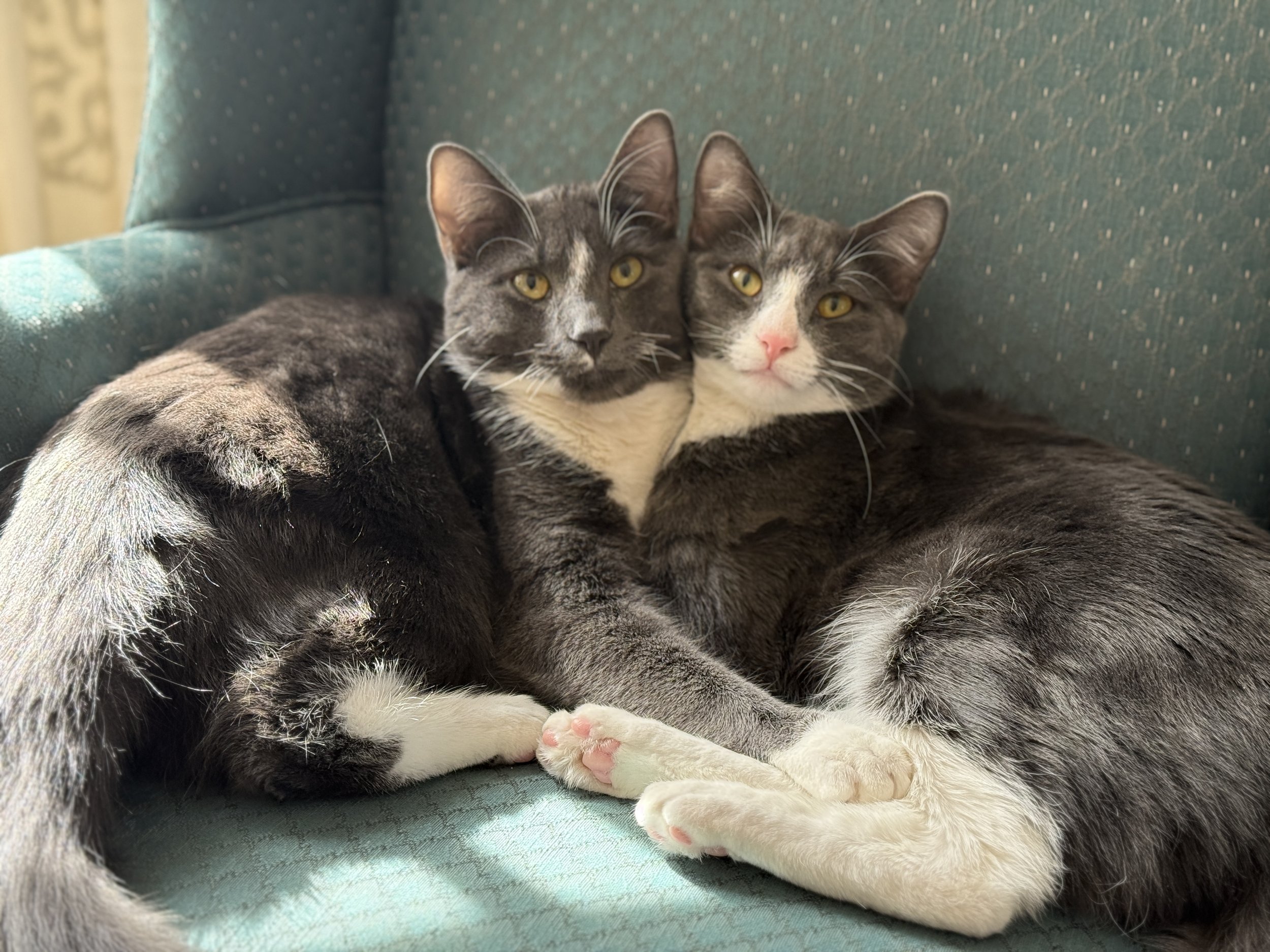 Two cats waiting for an in home vet visit from Paws at Home in Berwyn, PA.