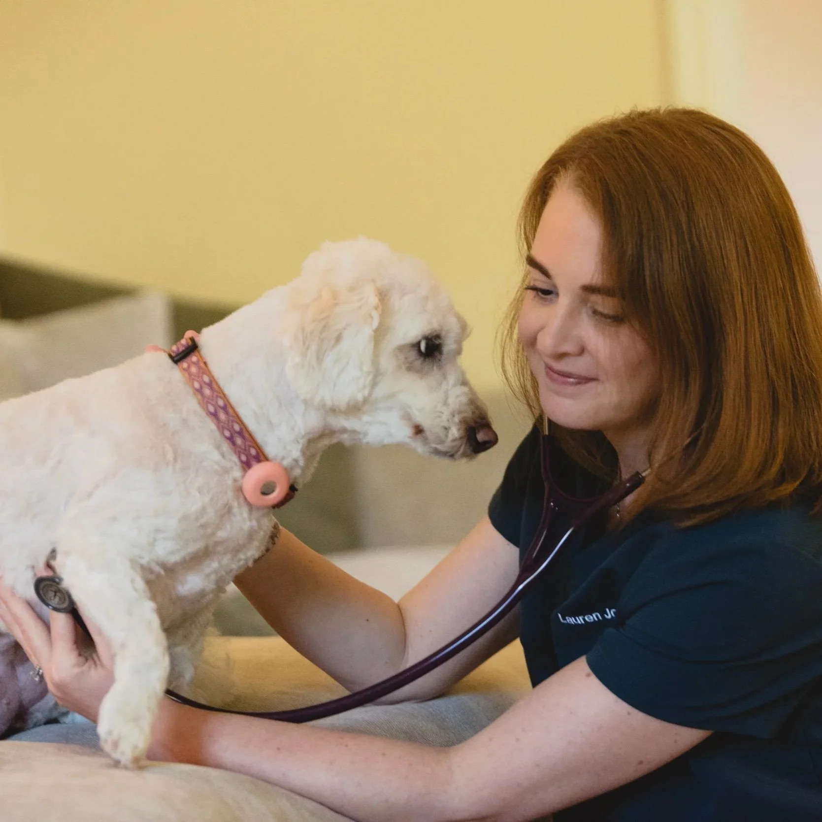 In home veterinary visit with Dr. Lauren Jones in Wayne, PA