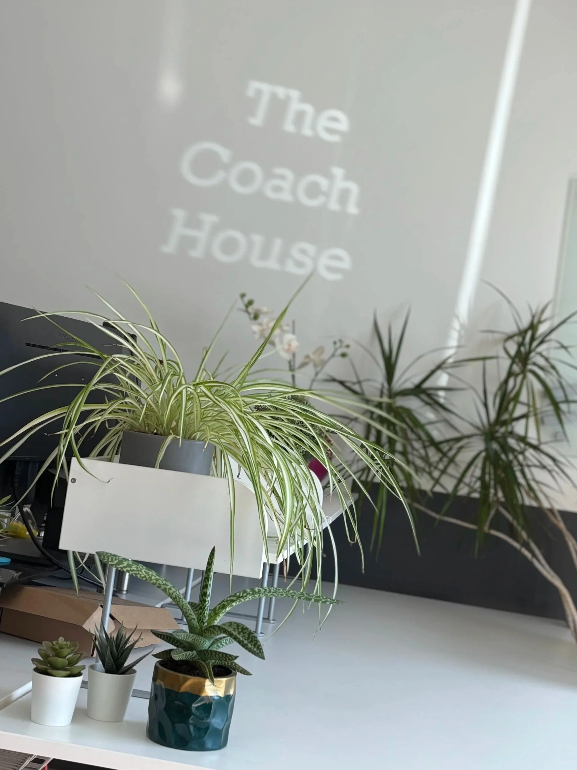 Indoor plants, including succulents and leafy greenery, are arranged on a white table with a modern, abstract photo in the background. The plants are in white and colorful pots.