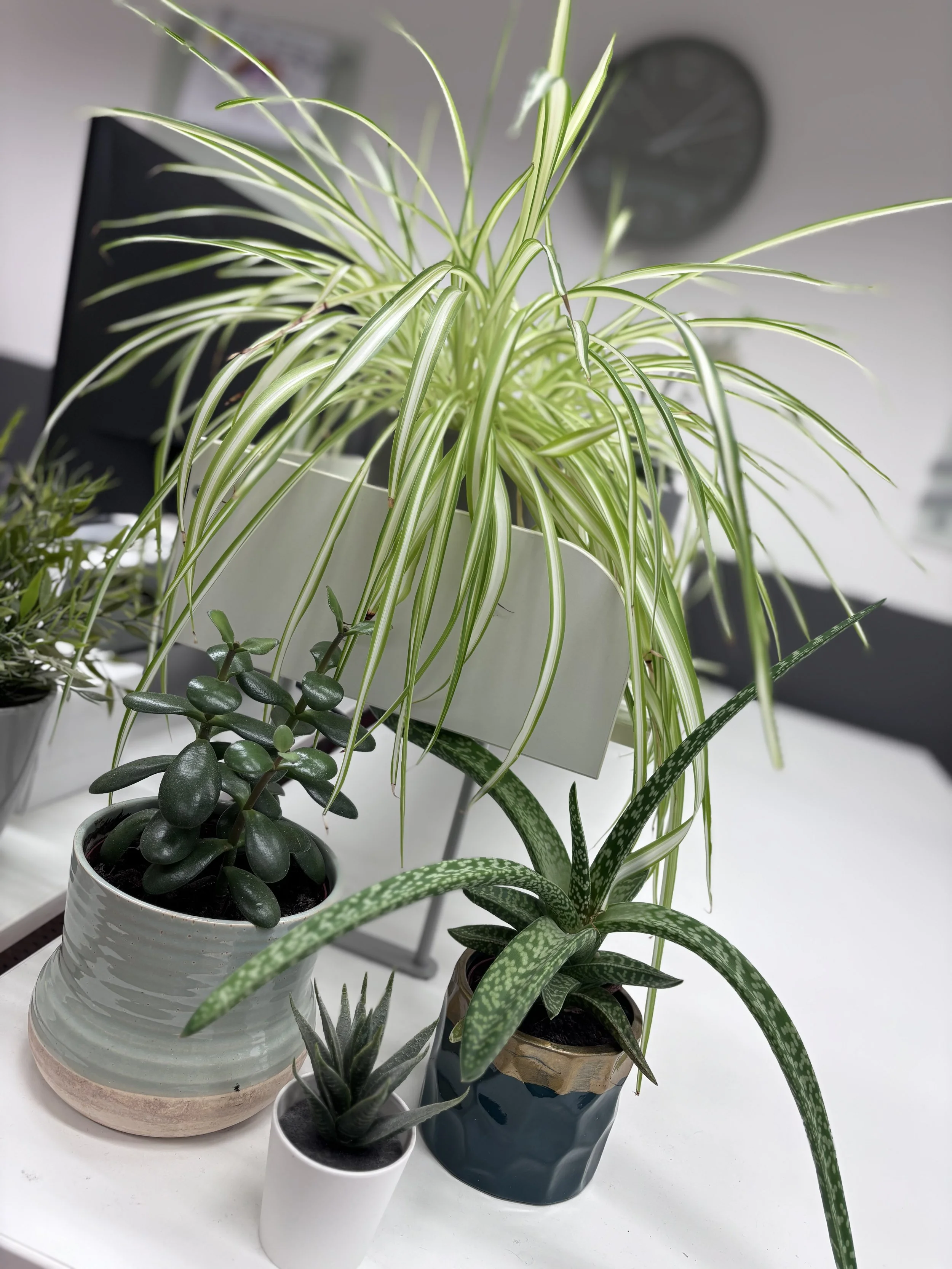Various potted indoor houseplants on a white surface with a blurred background.