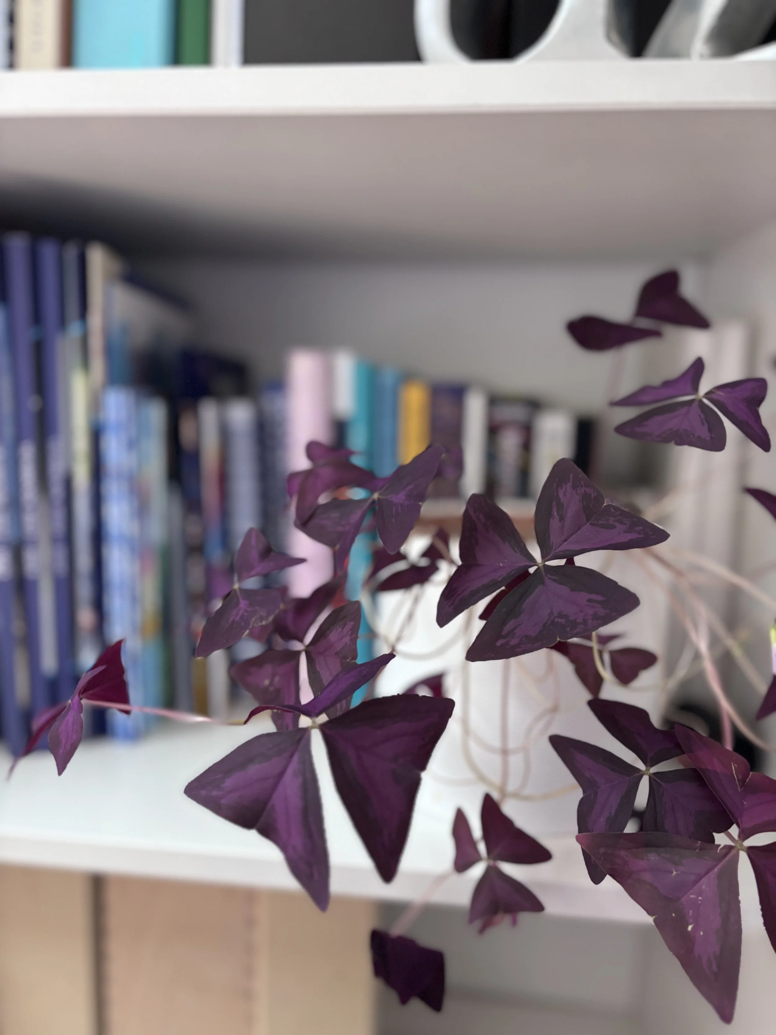 Purple shamrock plant in front of a white bookshelf with books visible in the background.