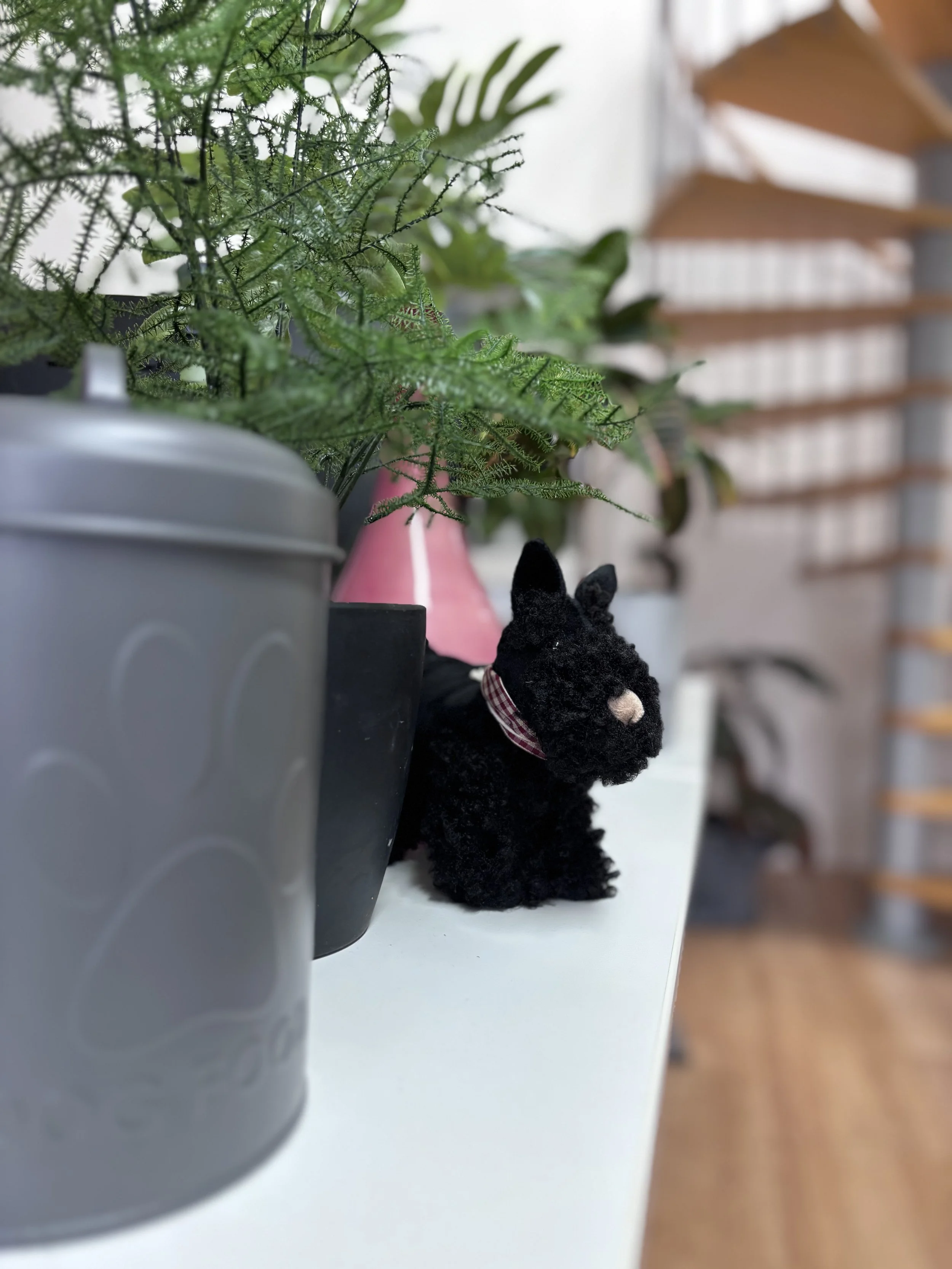 A black schnauzer plush toy peeking from behind potted plants on a white surface, with a blurred background of shelves with plants.