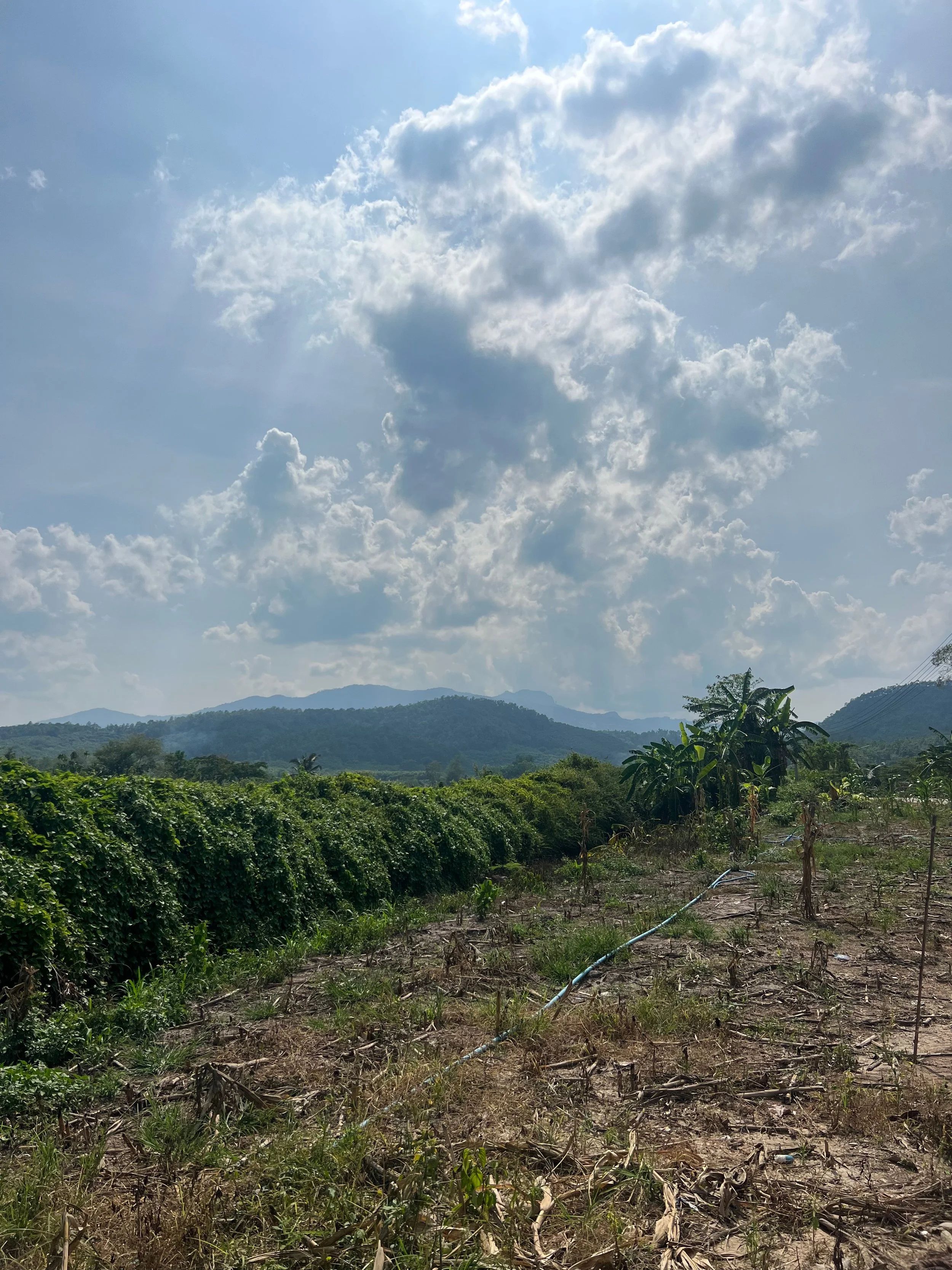 A rural landscape with a farm, green vegetation, banana trees, and mountains in the distance under a partly cloudy sky.