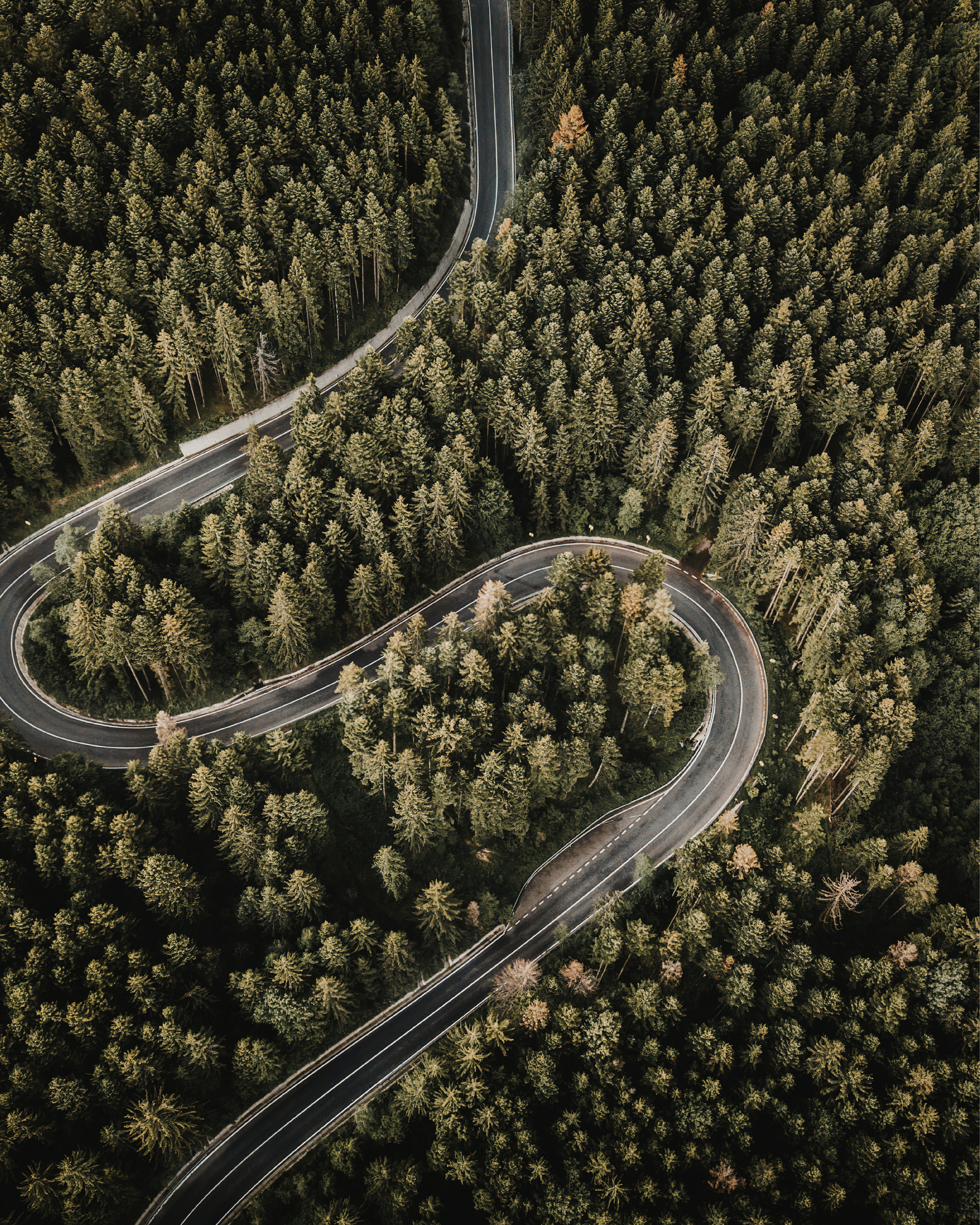 An aerial view of a winding mountain road cutting through a dense forest of tall trees.
