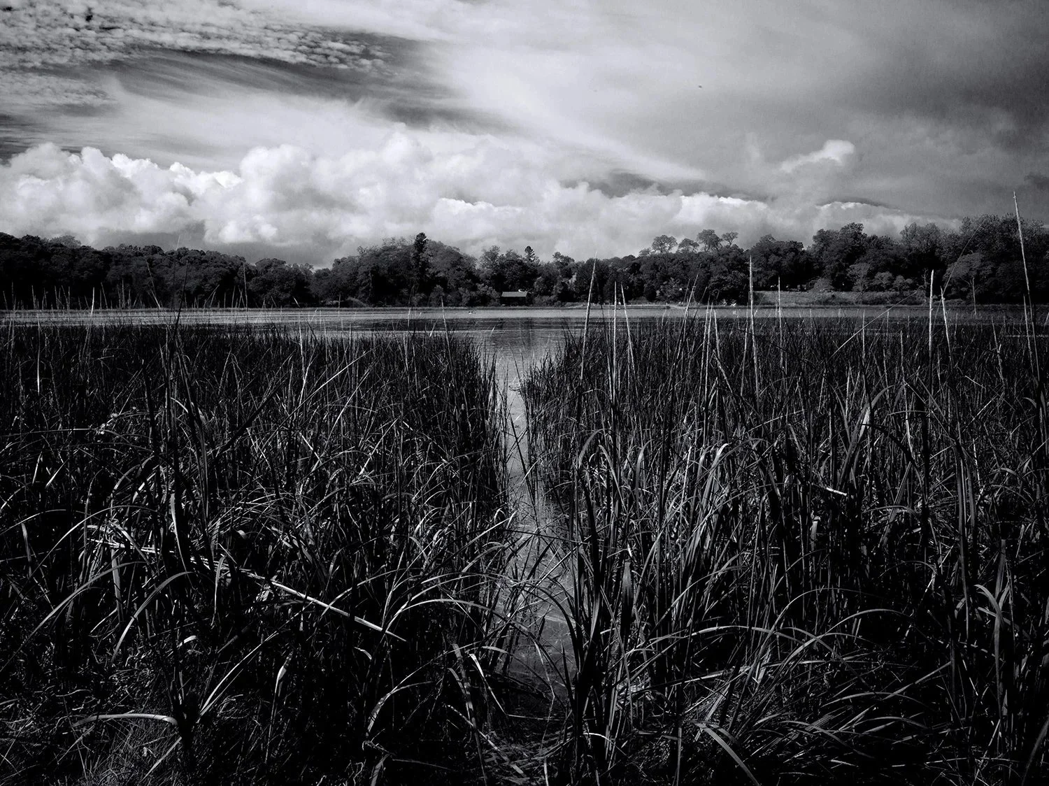 Nauset Salt Marshes a quiet moment of stillness looking out over the tall grass onto the house on Nauset Marsh.