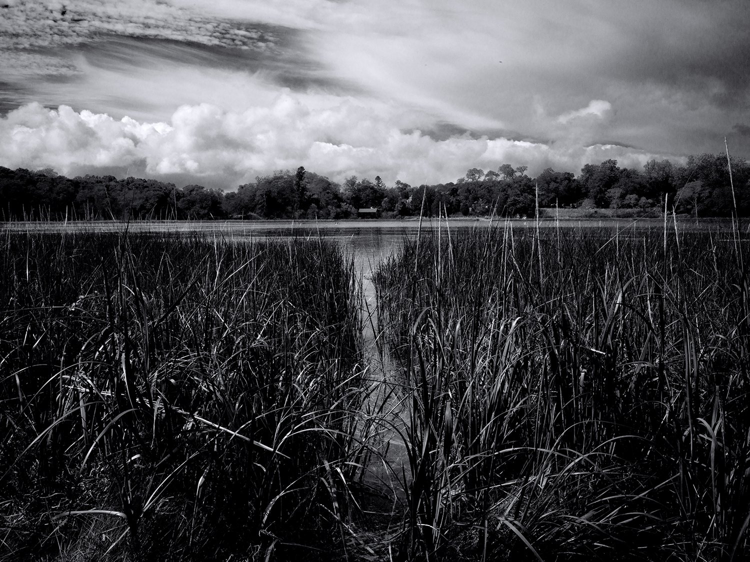 B0001591 Black and White thumbnail .jpg