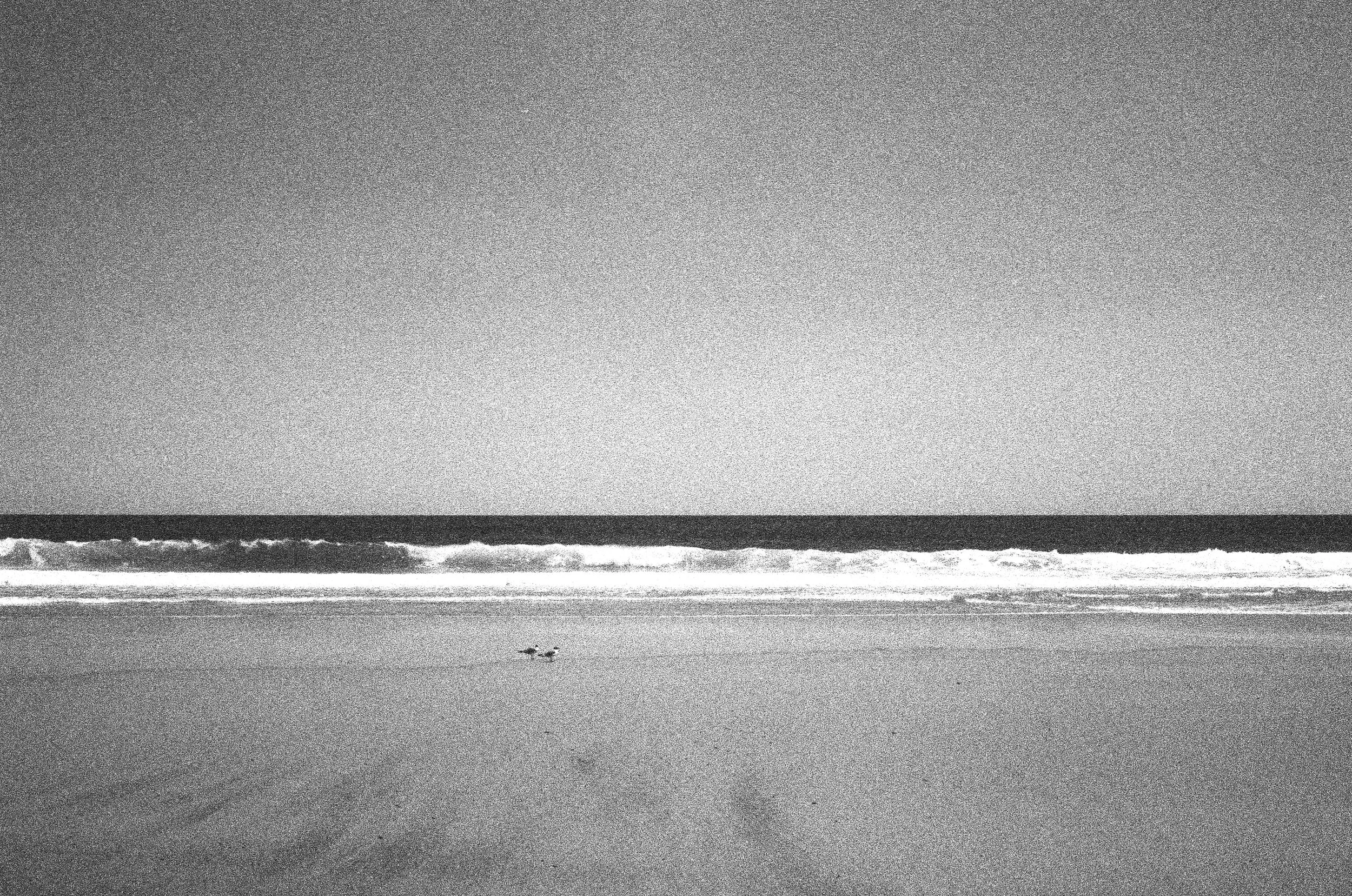 Black and white photograph of two seagulls on Nauset Beach with the waves crashing onto the sandy shoreline in the background