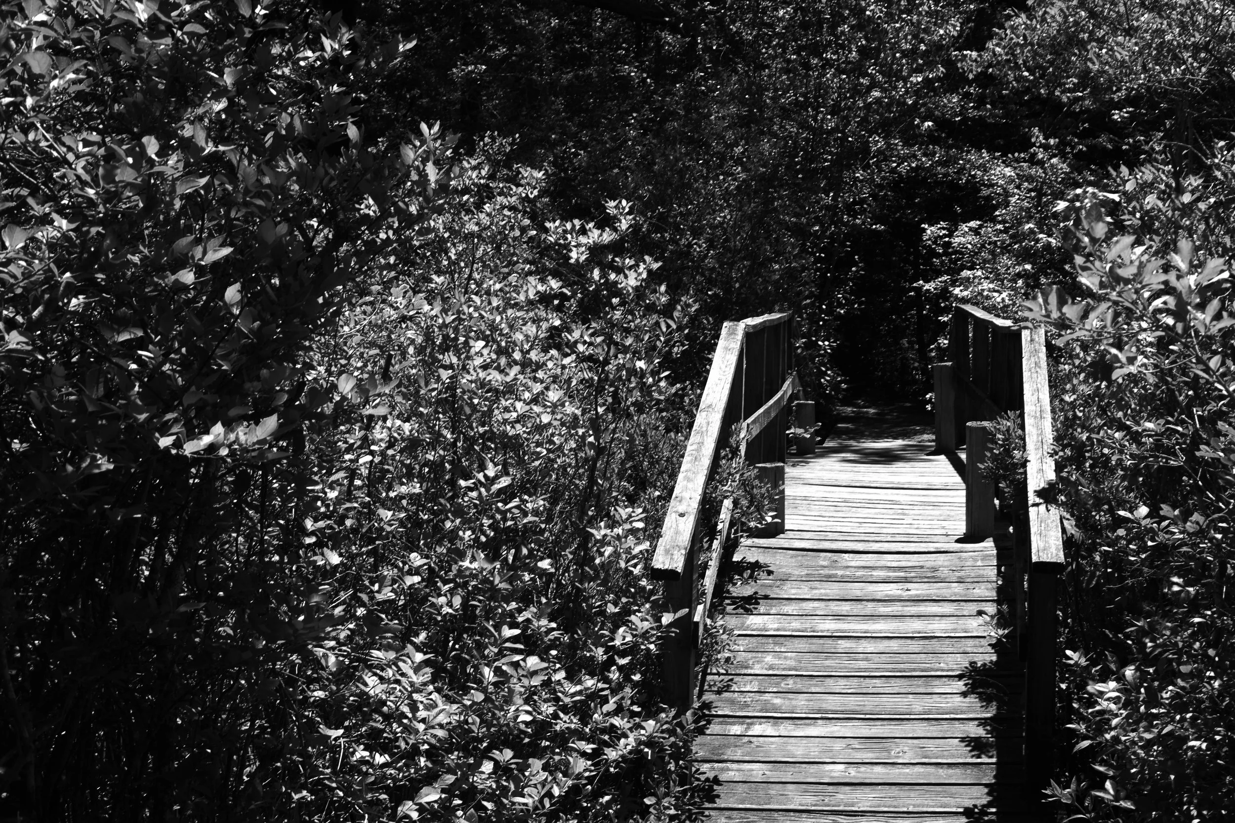 Black and white photograph of an old wooden bridge up along the Nauset trail up on Outer Cape Cod