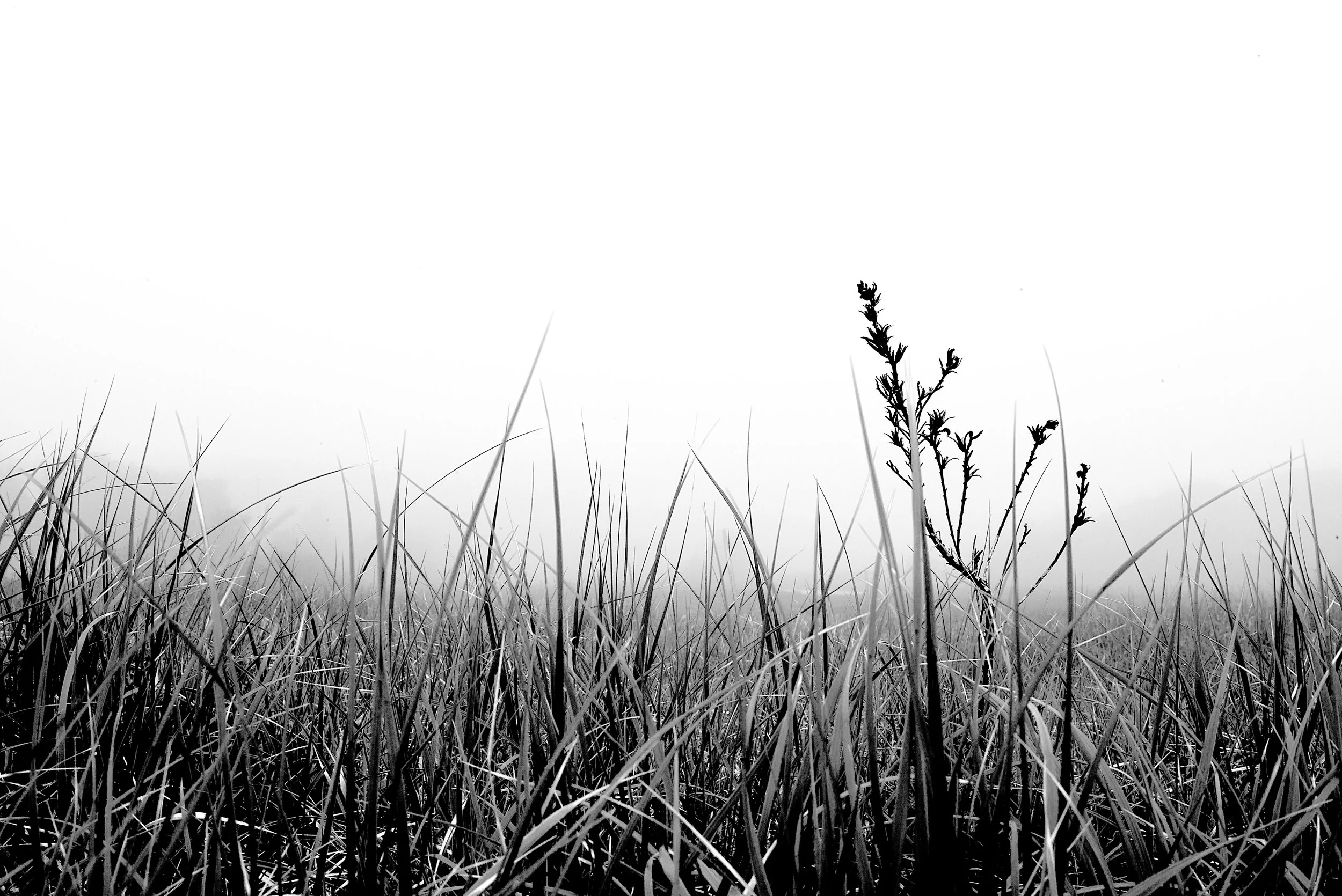 Black and white photograph of the grassy dunes along South Chatham in the fog