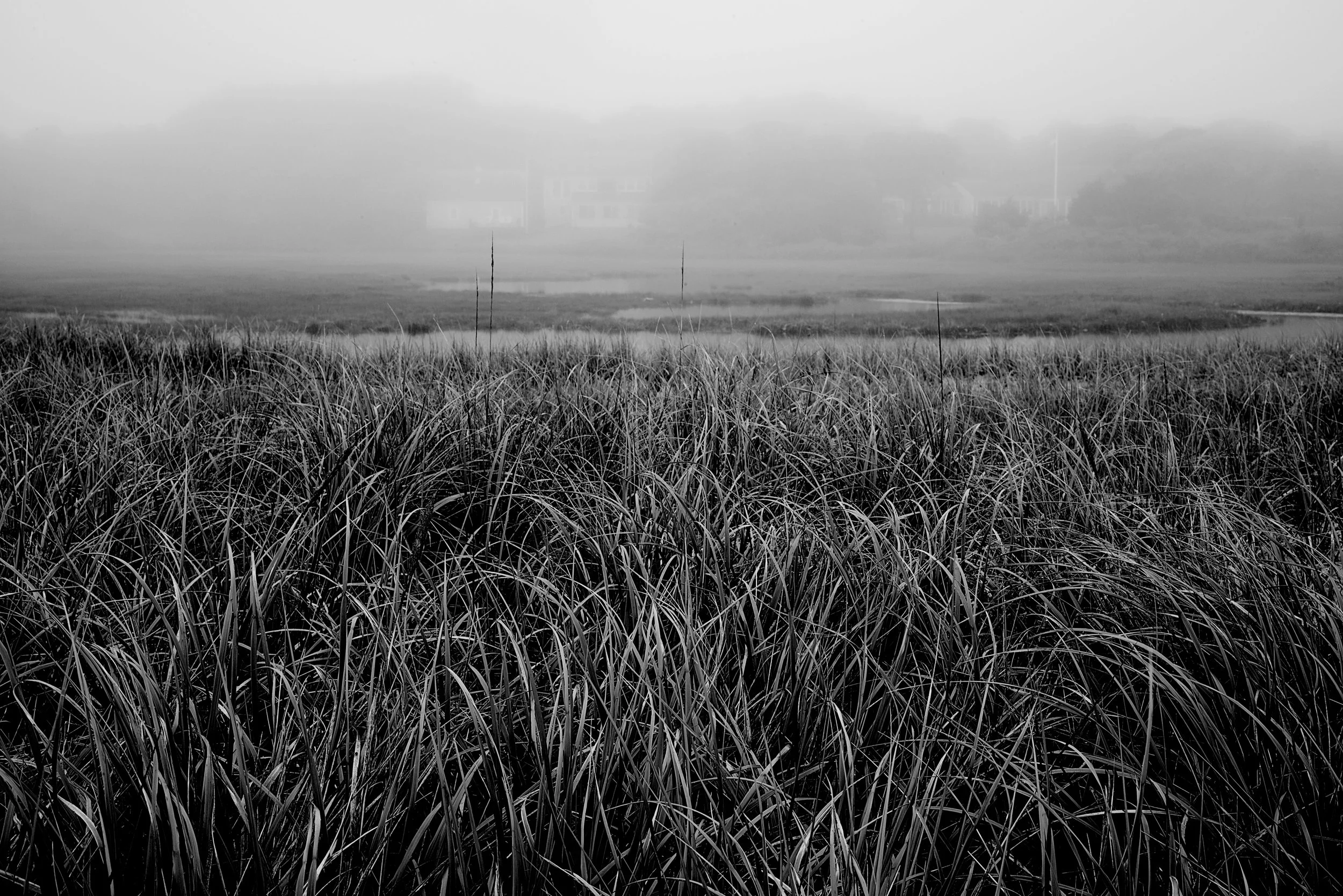 Black and white photograph of the grassy salt marshes on a foggy day in South Chatham Cape Cod