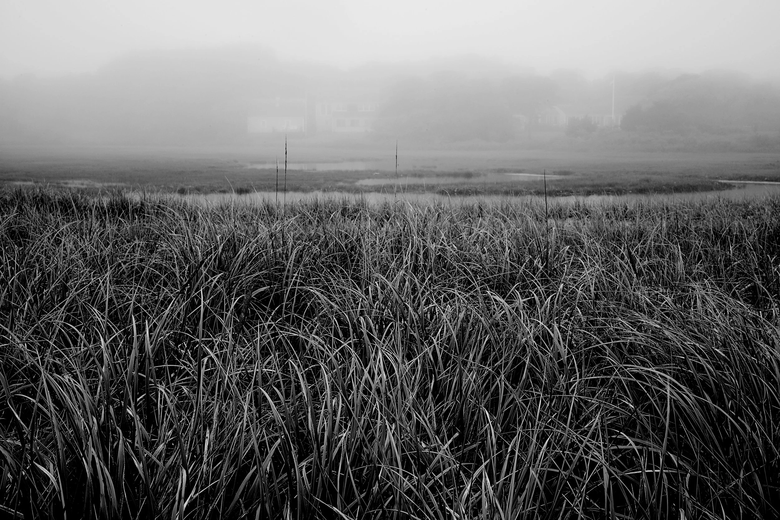 Leica Salt Marshes in the Fog .jpg