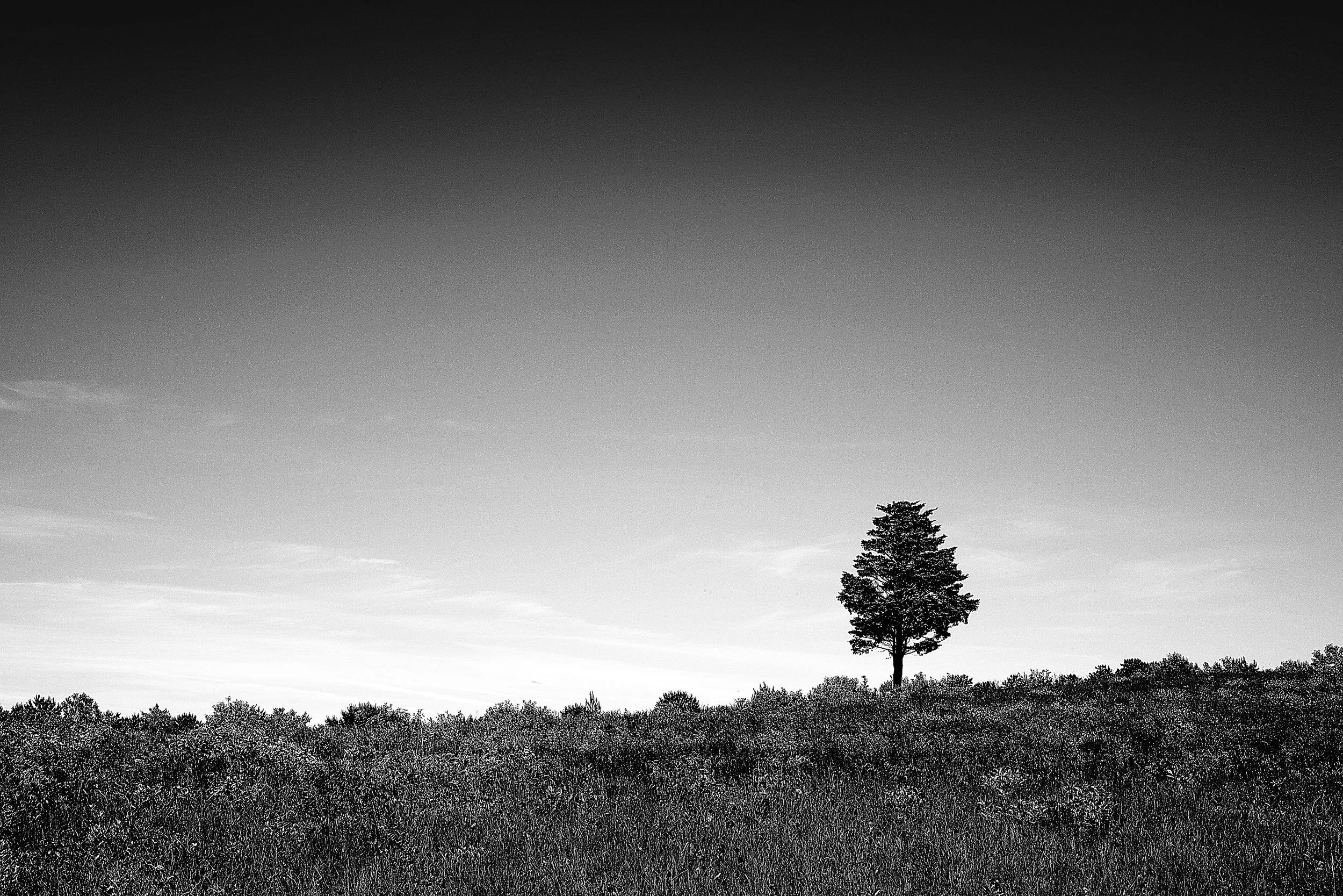 Leica Lone tree on the horizon out along the outer cape 1004646.jpg