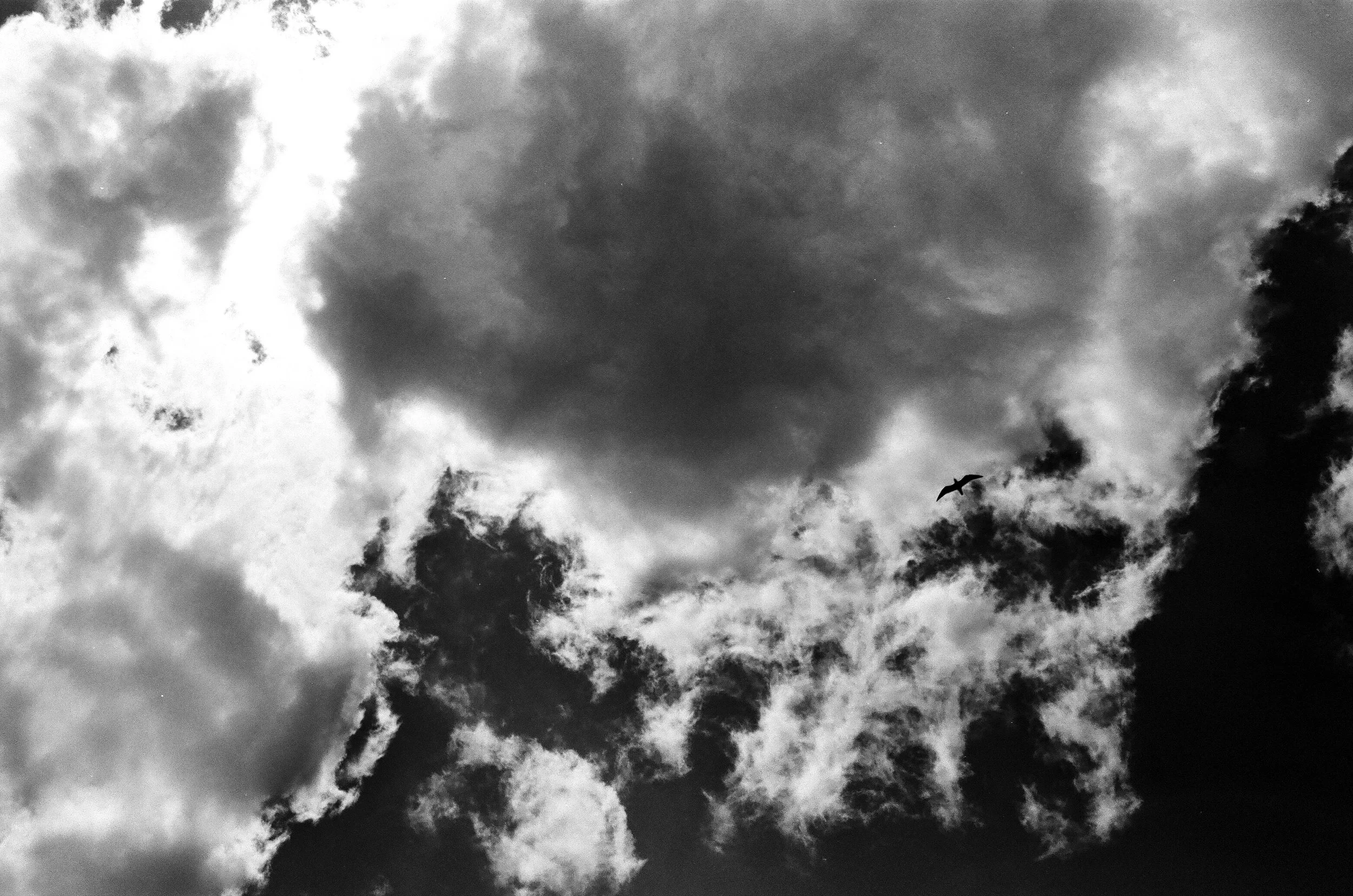 Black and white photograph of a lone seagull flying among the clouds