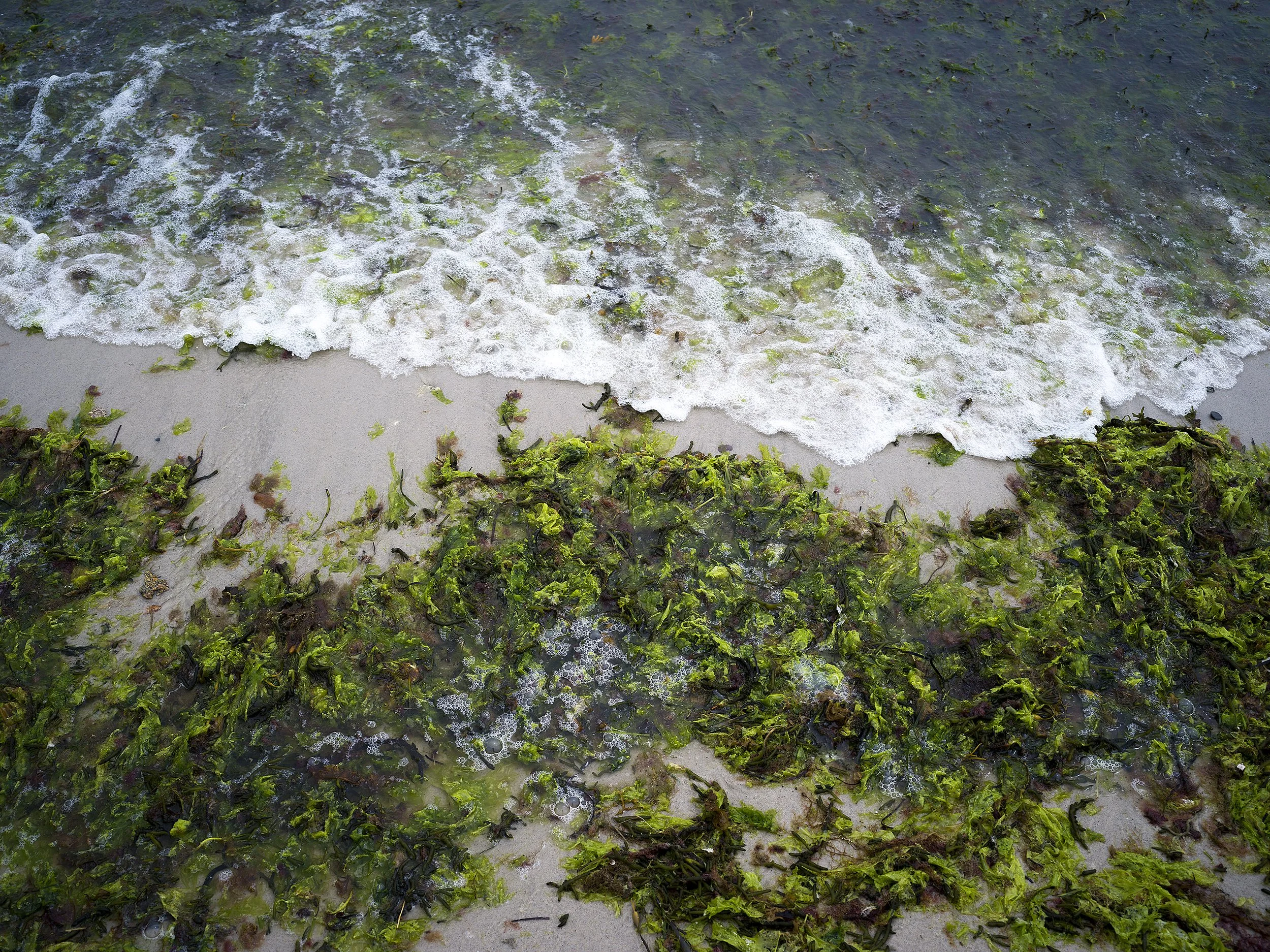Close-up of a sandy beach on Cape Cod with green seaweed and blue and white crashing waves.