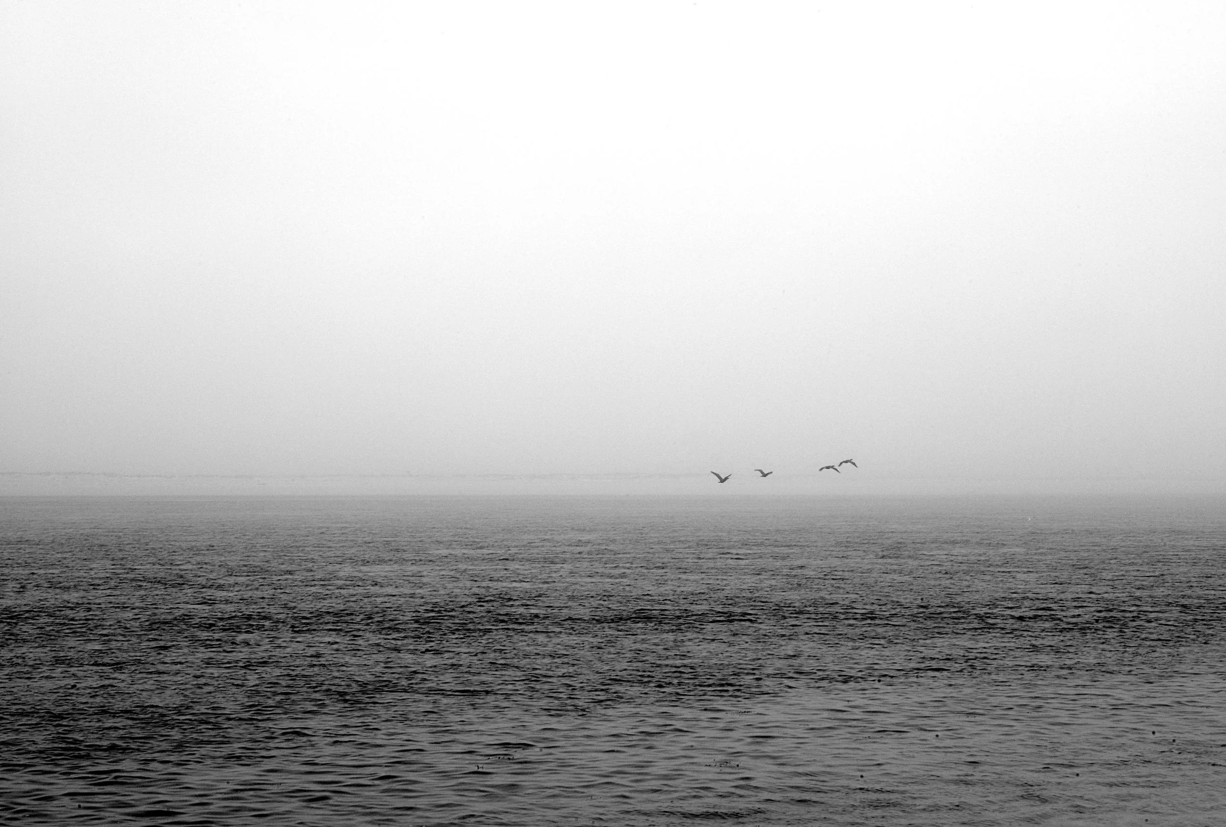Black and white photograph of four seagulls flying over the ocean out on Chatham Light Beach