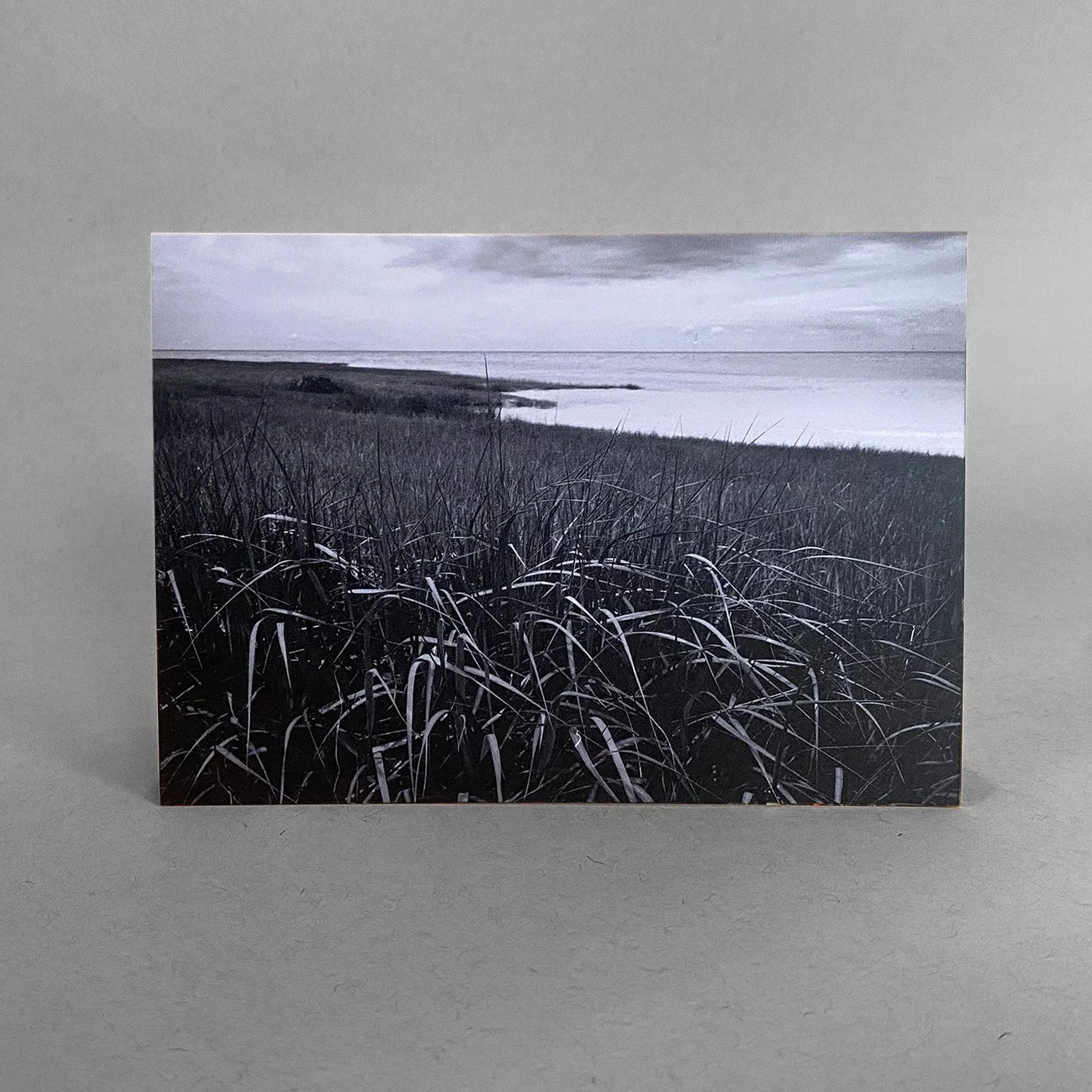 Salt Marshes
