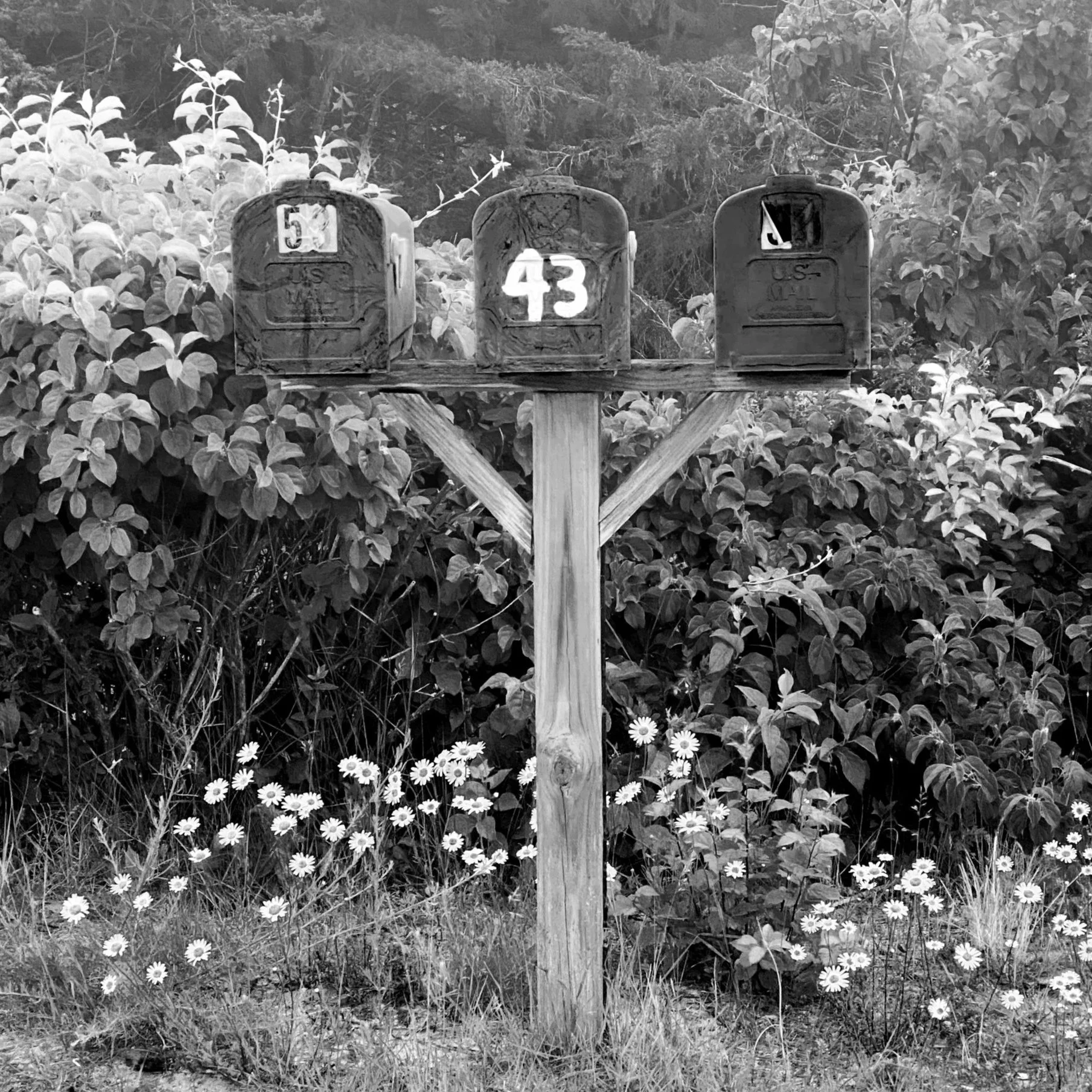 Three old mailboxes on a wooden post in front of bushes and trees, with daisies growing at the base.